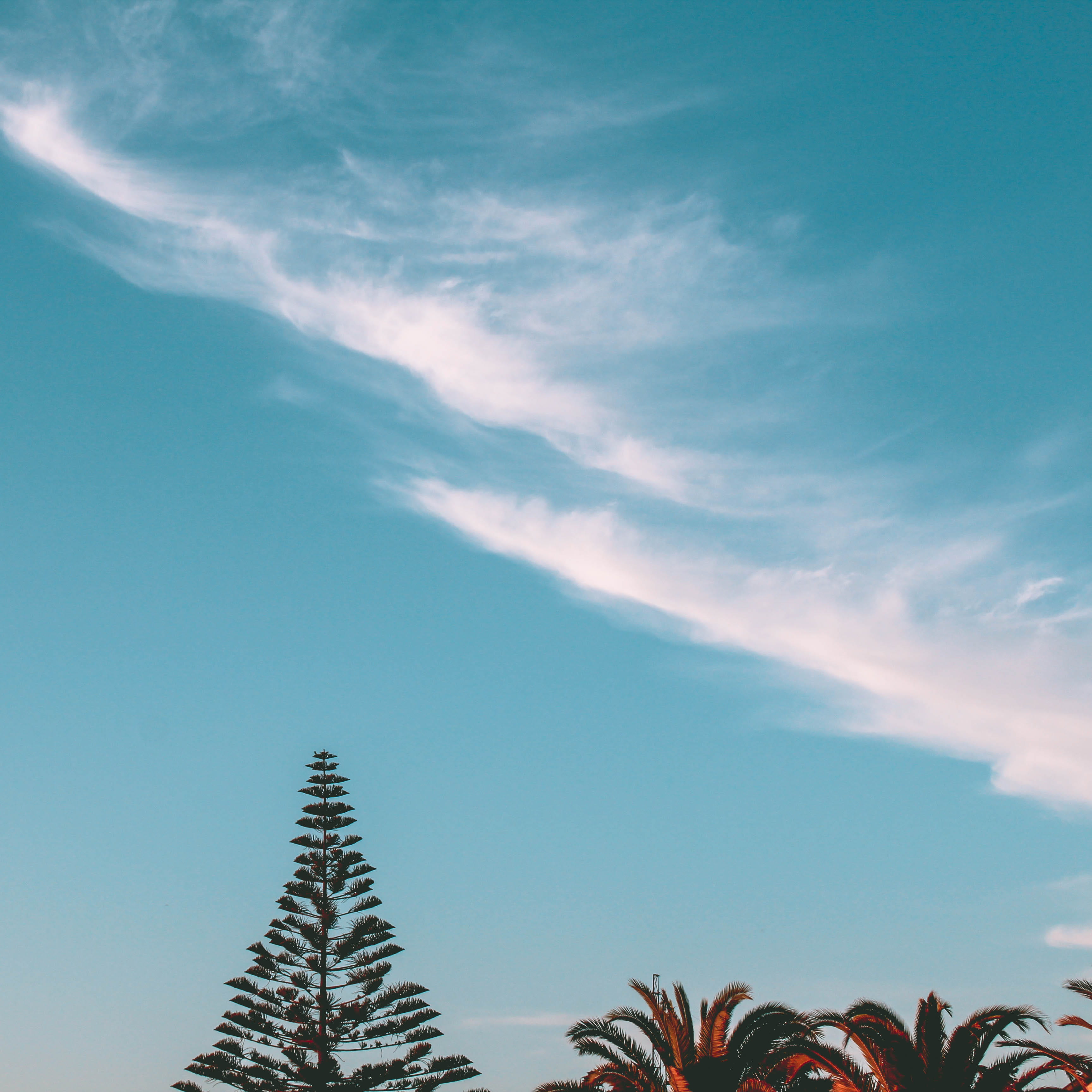 trees, pine, sky, outdoors, scenics - nature, cloud, architecture, formation, copy space, low angle view, tropical climate, clouds, palm leaf, plam tree, Phone HD Wallpaper