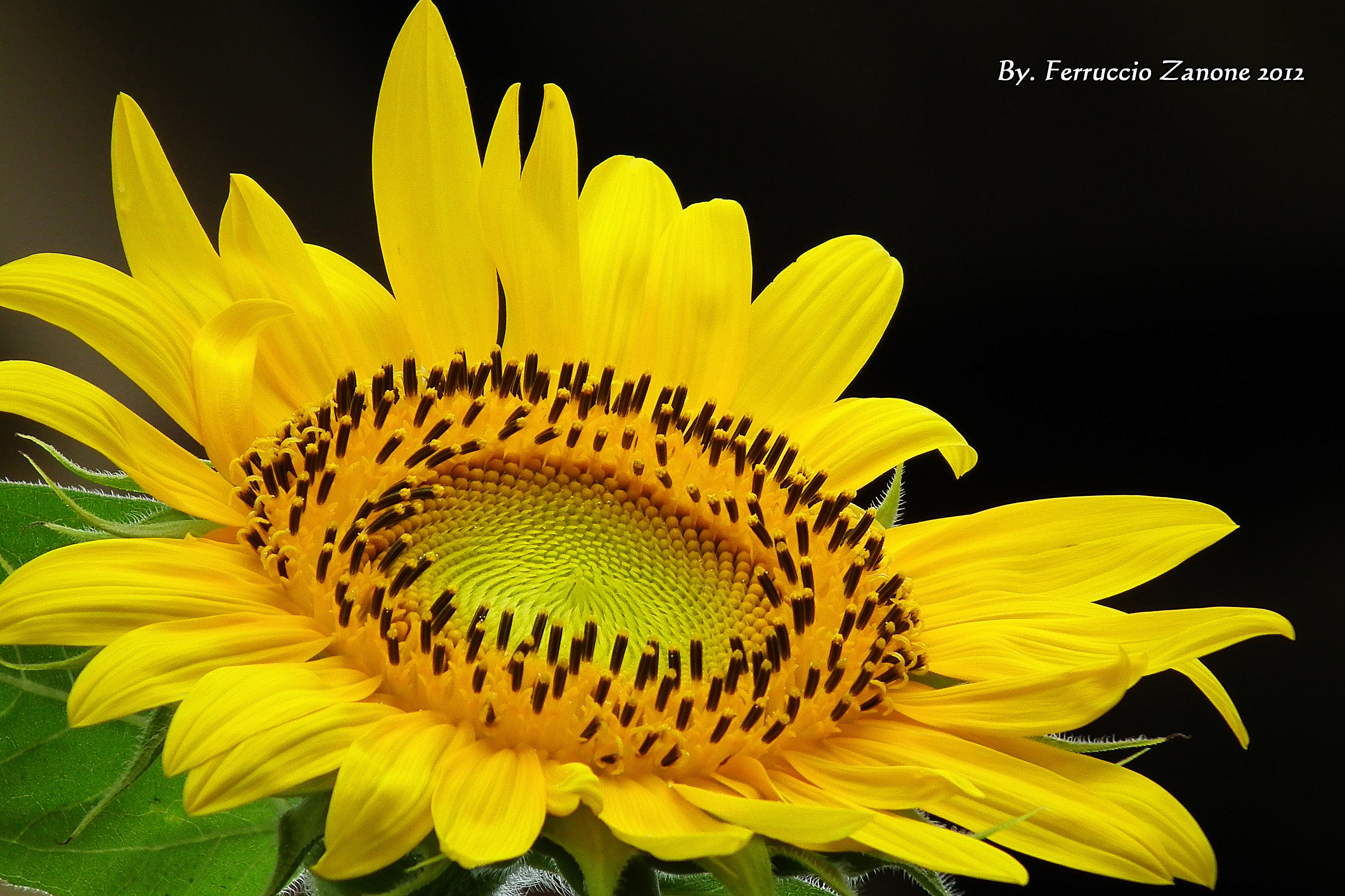 2K, sunflower, shallow focus, shallow, yellow color, petal, single Flower, focus, photograph, passione, Girasole, de, che, summer, nature, plant, giallo, HD Wallpaper