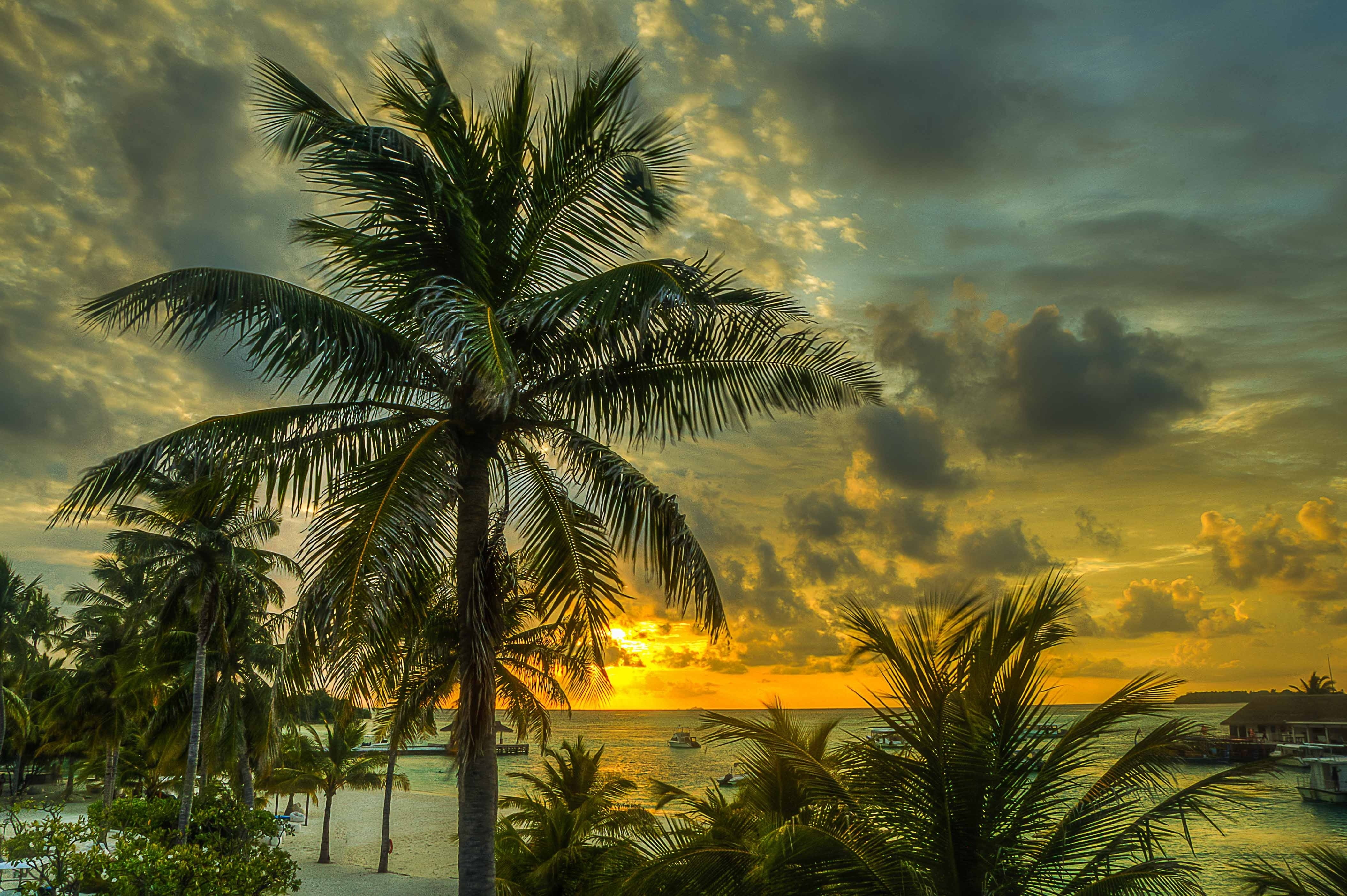 scenics, hdr, landscape, land, palms, sea, vacations, sun, no People, tropical Climate, beach, 4K, plant, coastline, sand, idyllic, blue, silhouette, sky, HD Wallpaper