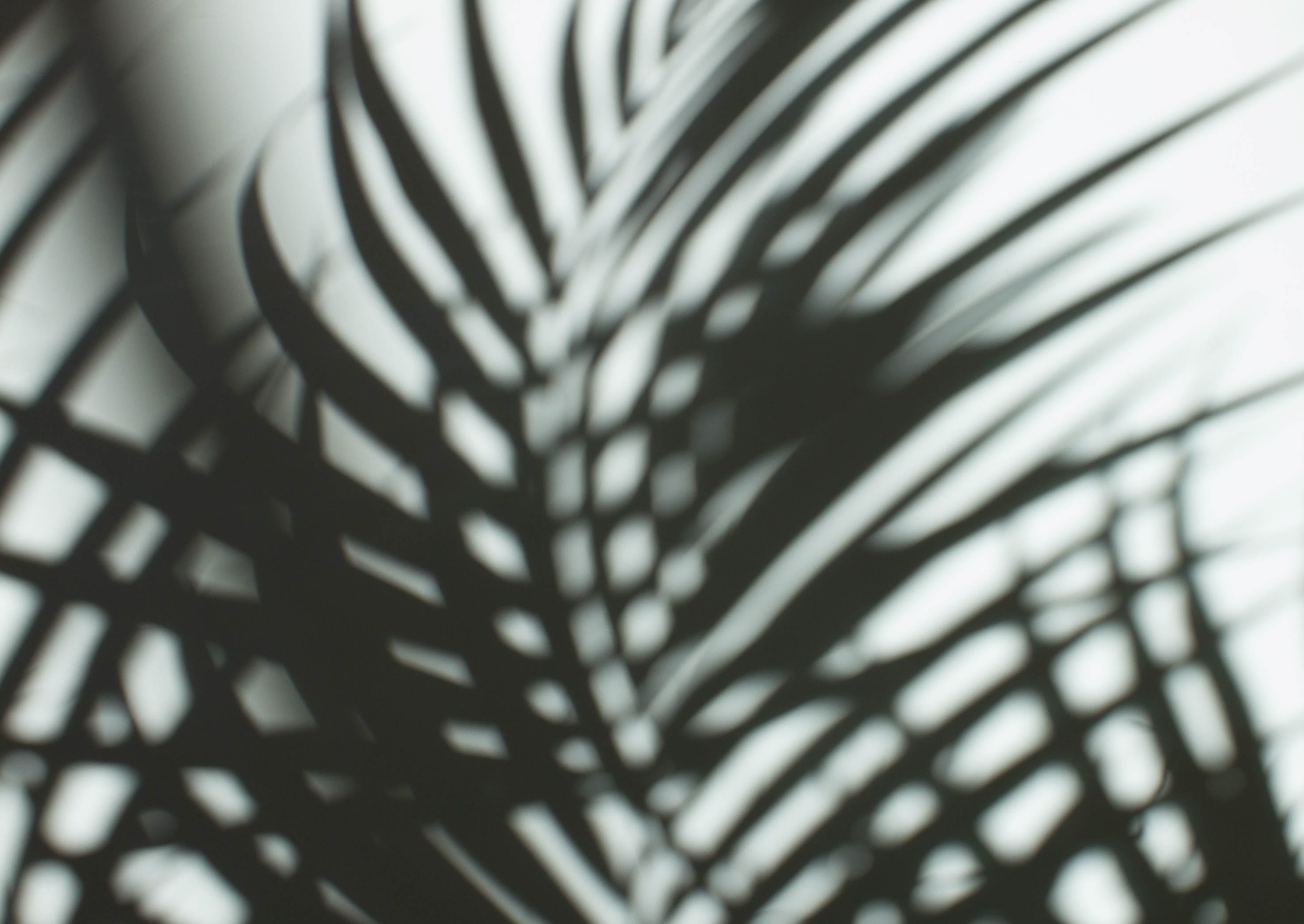 pattern, close-up, 2K, macro, palm tree, striped, black And White, nature, black white, wall, black Color, no People, shadow play, abstract, bw, shadown, HD Wallpaper