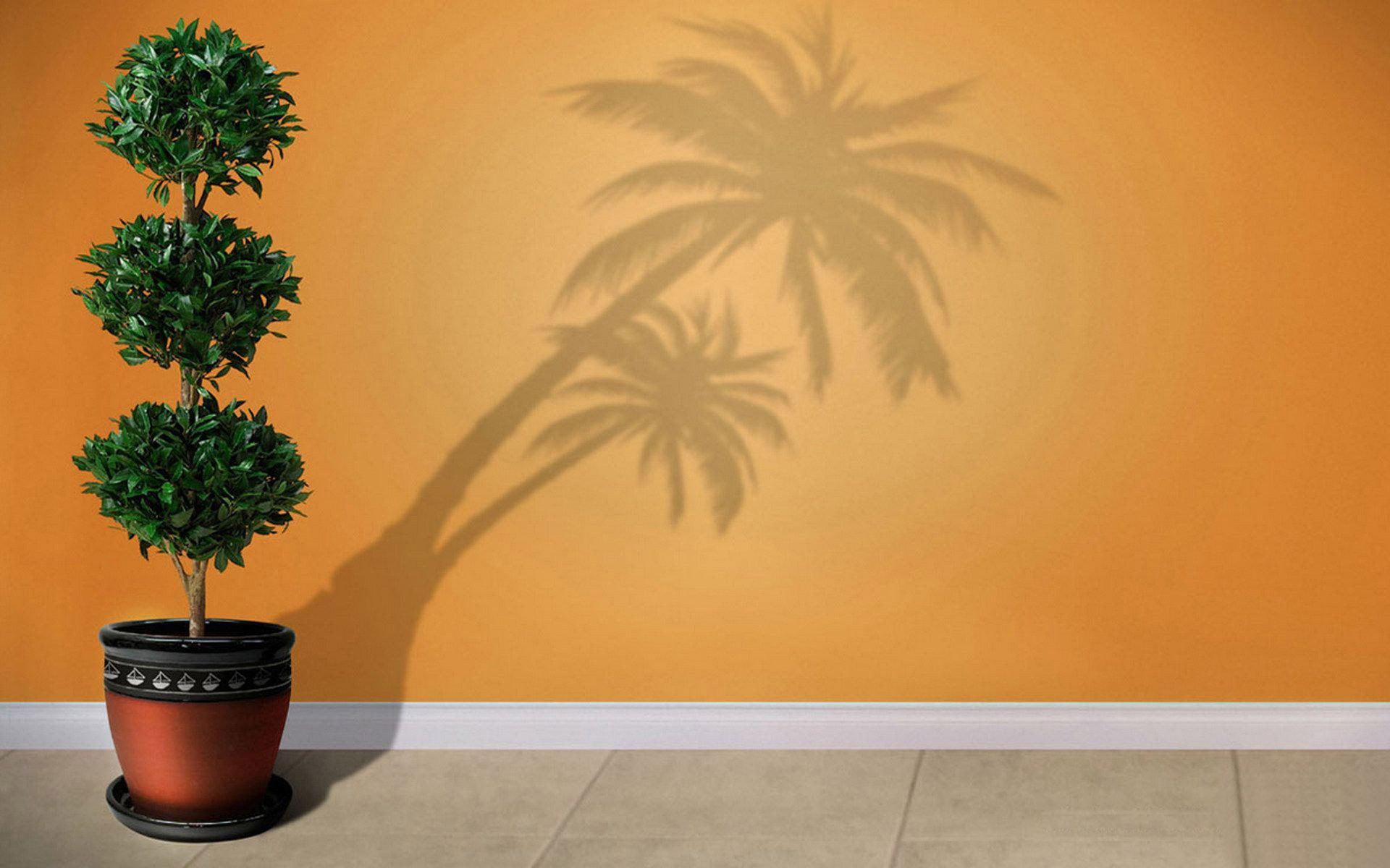 green, shadow, digital art, 1080P, 1920x1200, potted, palm, shadowing, plant, leafed, bush, HD Wallpaper