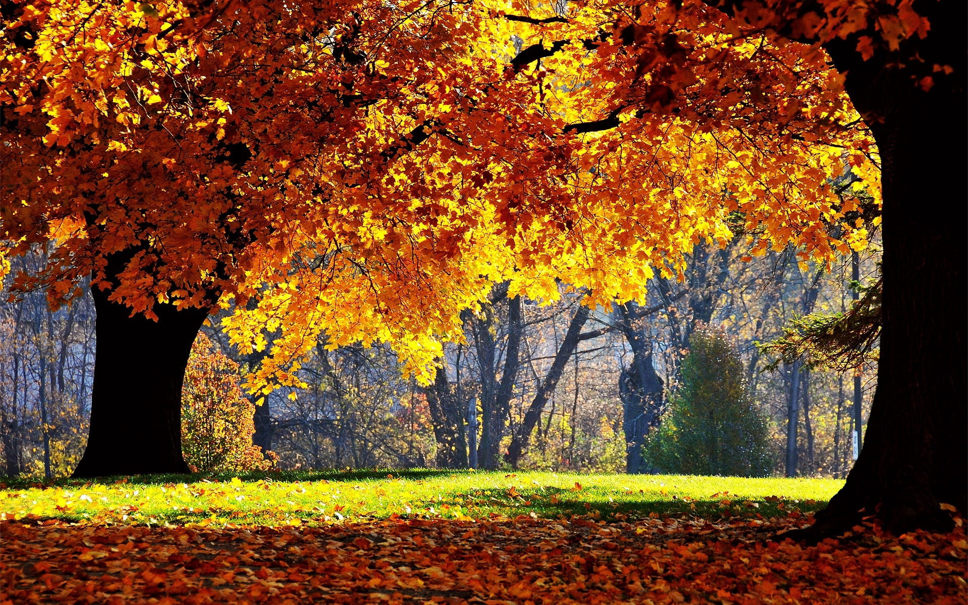 branch, sunlight, backgrounds, light - Natural Phenomenon, vibrant Color, leaves, 1080P, nature, plant part, red, multi Colored, rural Scene, falling, HD Wallpaper
