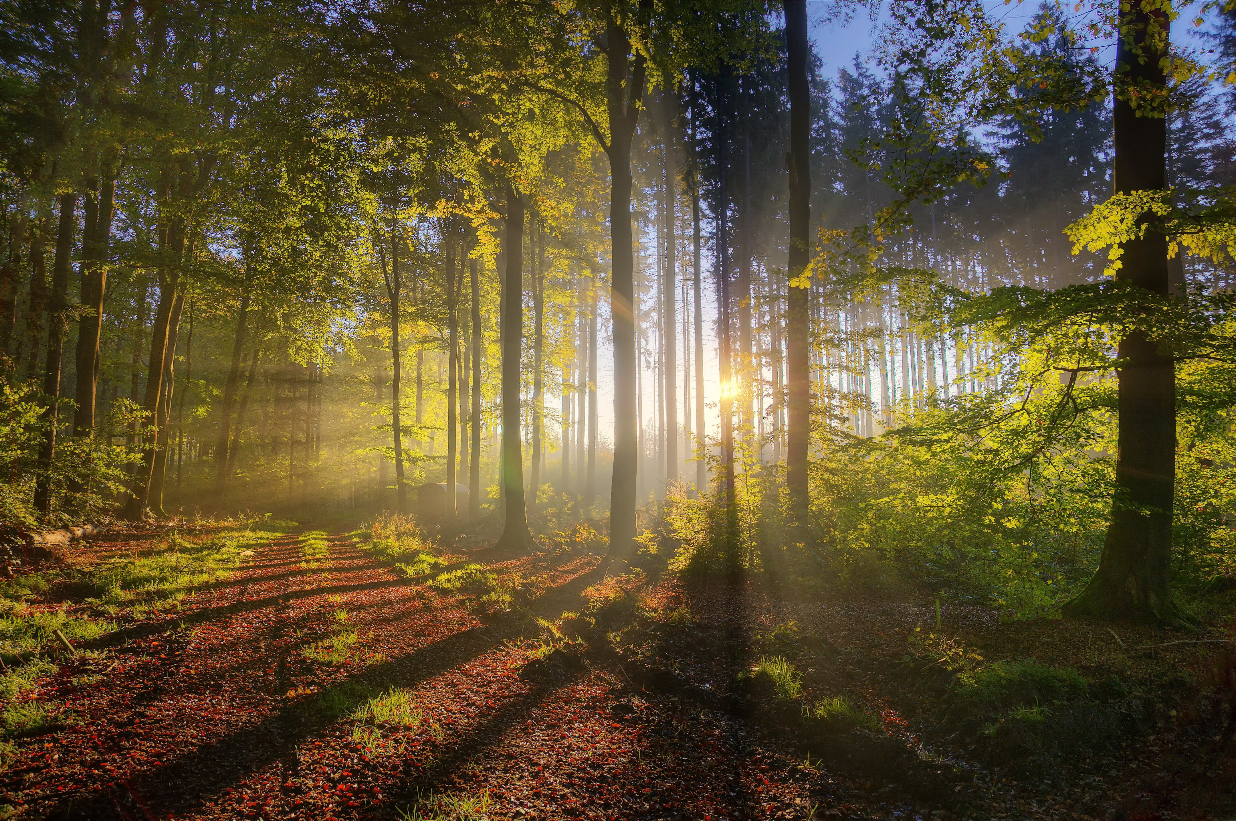 trees, dirt road, 4K, forest, sun rays, leaves, shadow, nature, HD Wallpaper