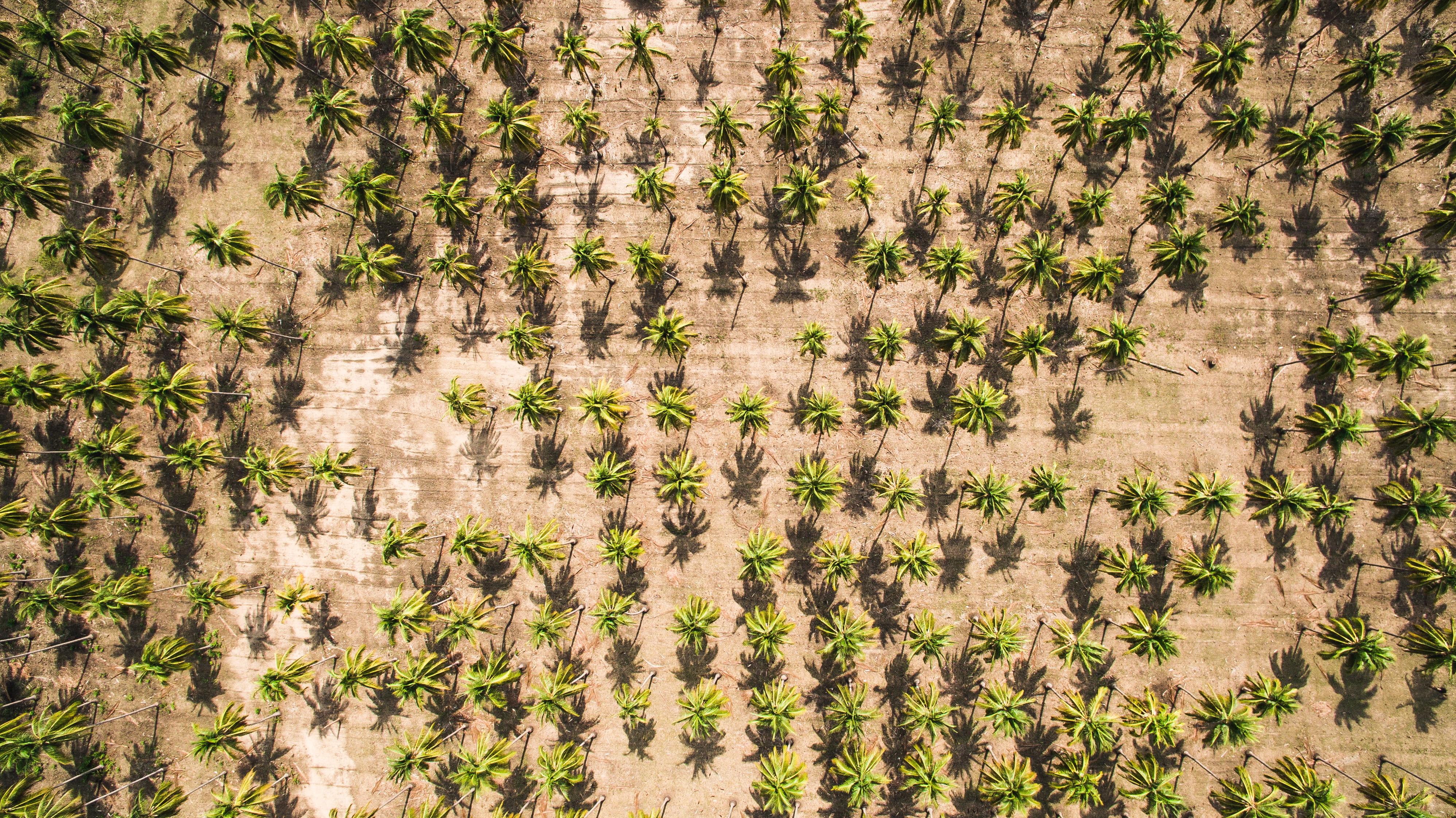 trees, aerial view, farm, day, pattern, large group of animals, animal wildlife, land, drone, shadow, treetop, high angle view, herd, grow, view, dirt, HD Wallpaper