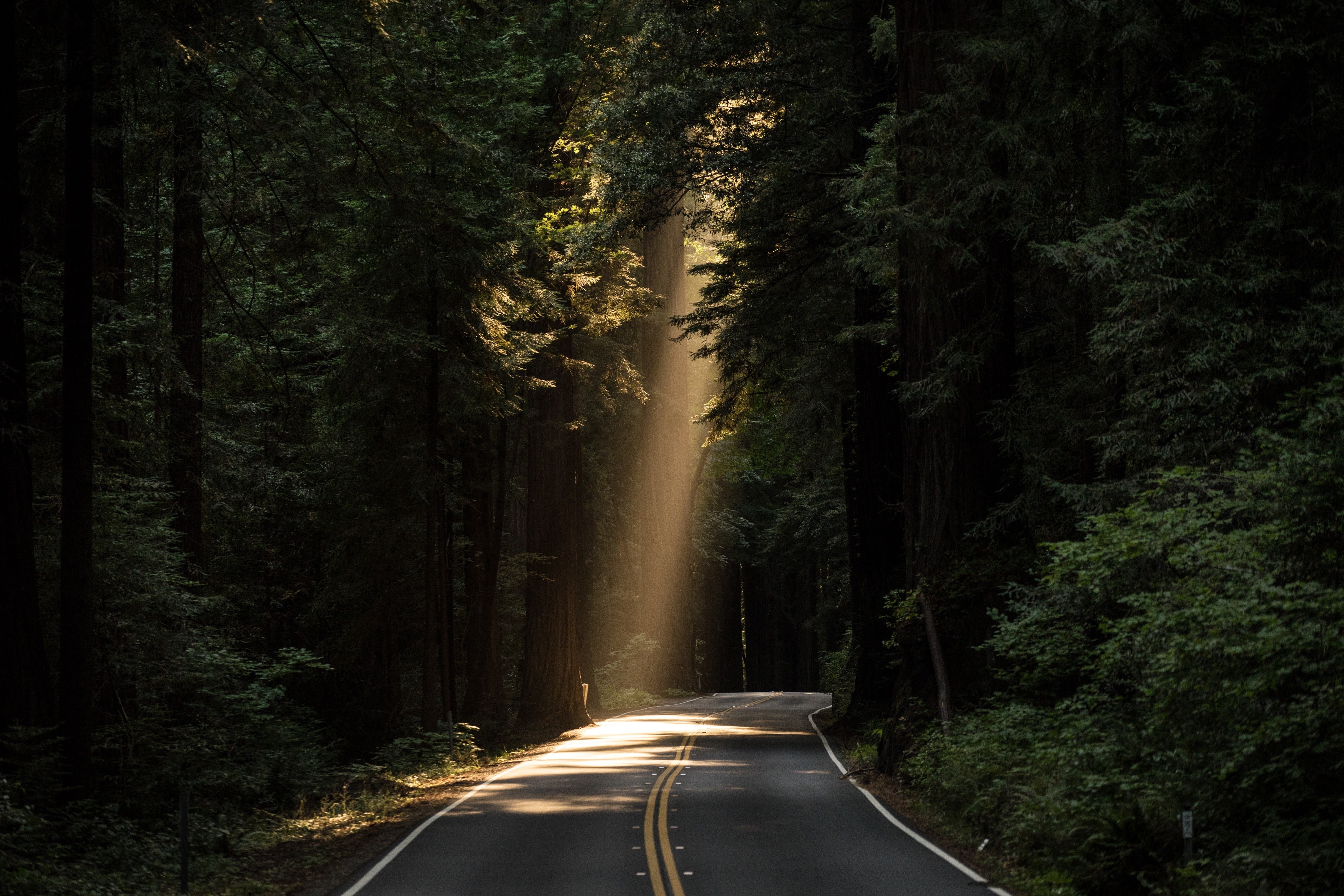 nature, trees, road, 4K, shadow, sun rays, HD Wallpaper