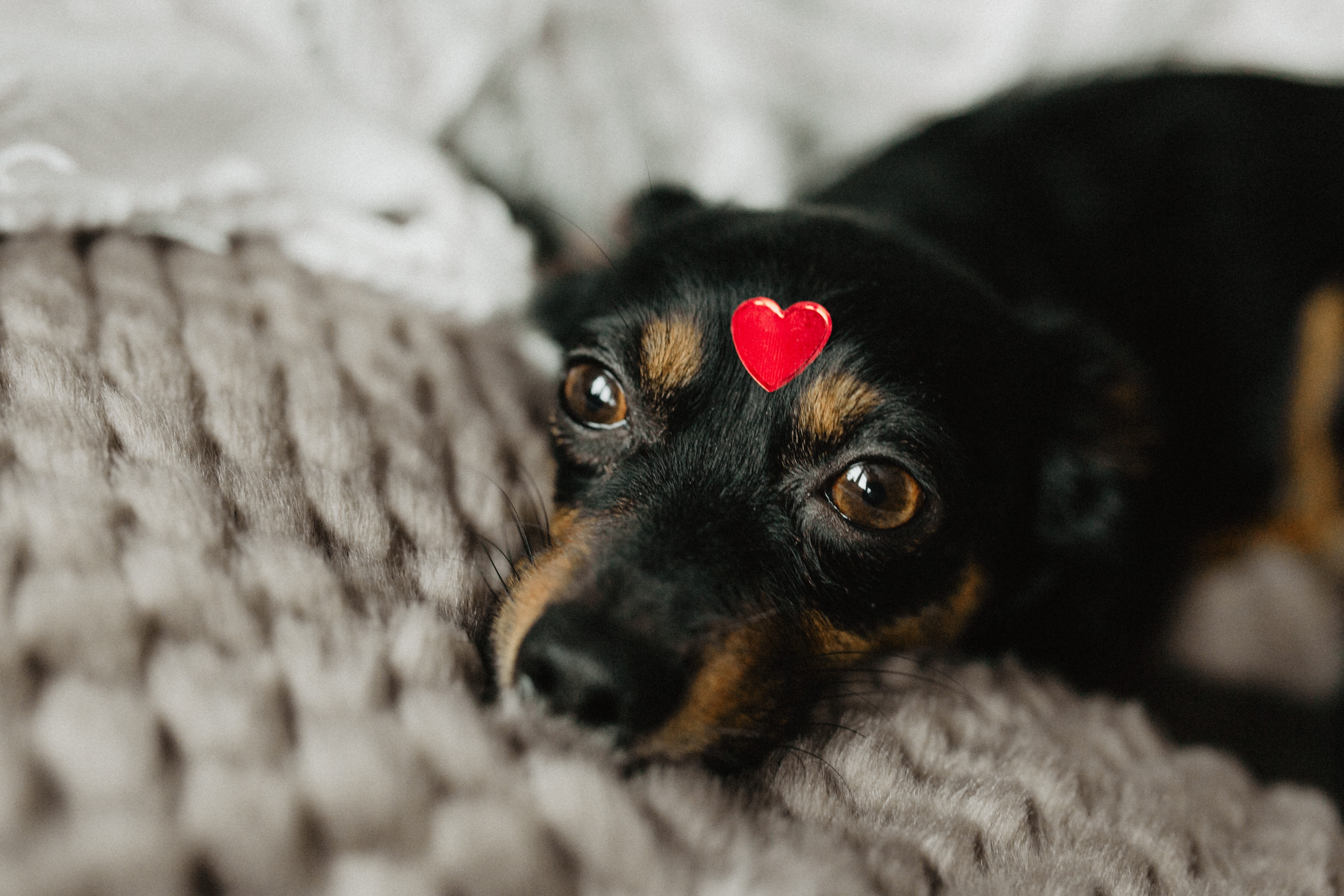 animal eye, mammal, relaxation, animal head, cute, 5K, animal, shape, red, selective focus, dog, animal themes, little, canine, close-up, black color, HD Wallpaper