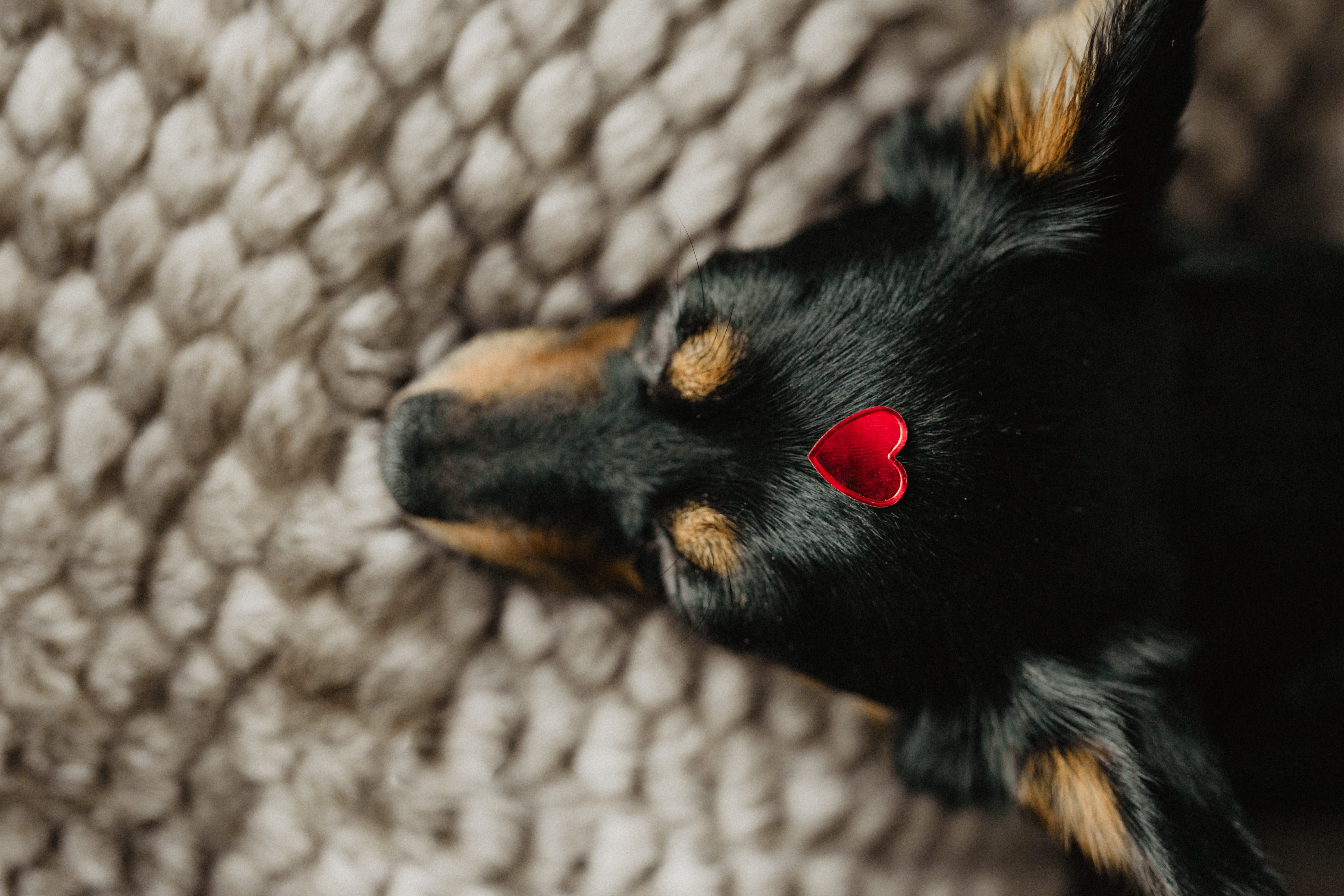 animal, indoors, dog, animal body part, animal head, mammal, valentines day, small, black color, friend, cat, puppy, love, red, one animal, vertebrate, HD Wallpaper