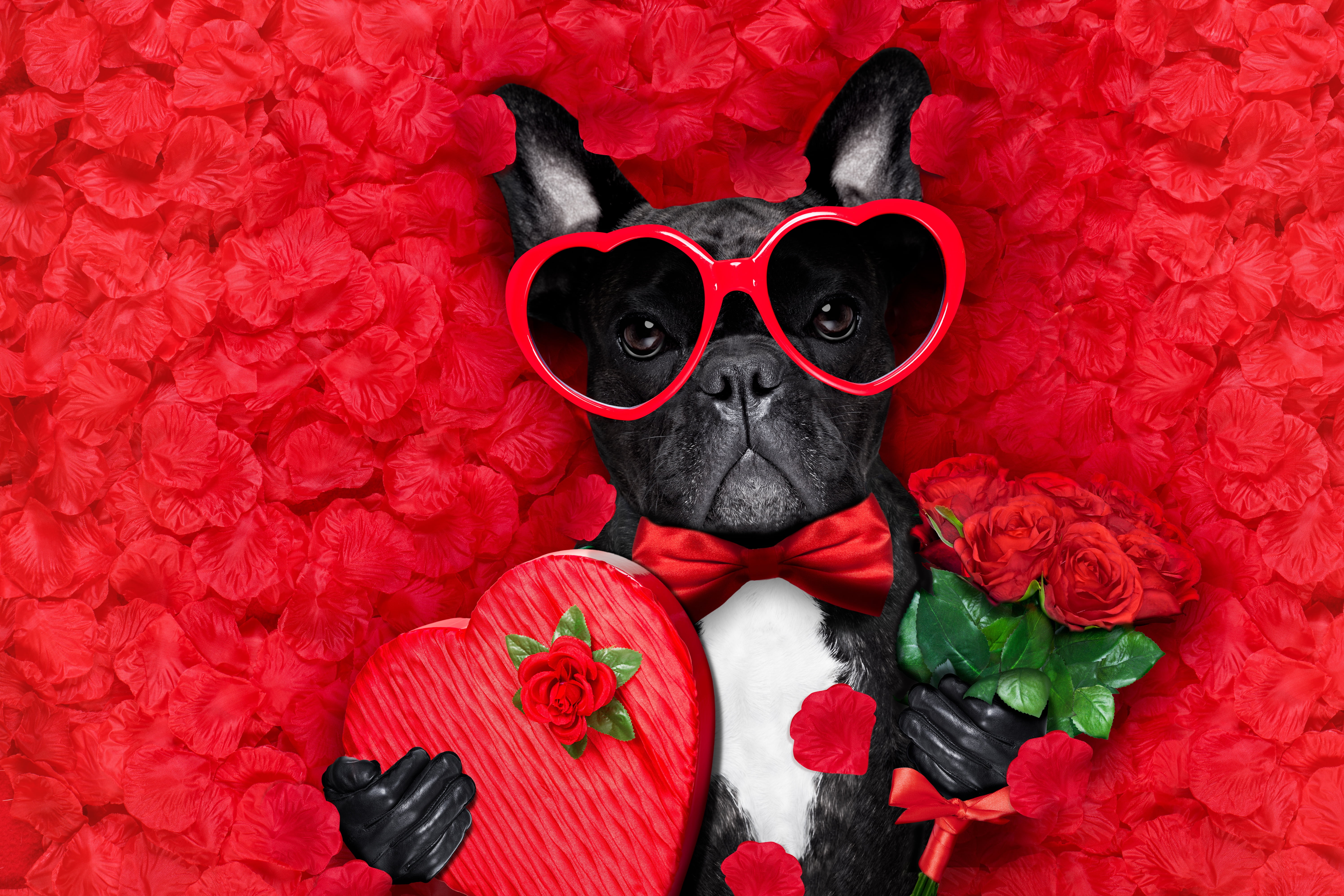 5K, Dog, Petal, Valentines Day, Funny, Heart, Sunglasses, Romantic, Rose, Holiday, Love, HD Wallpaper