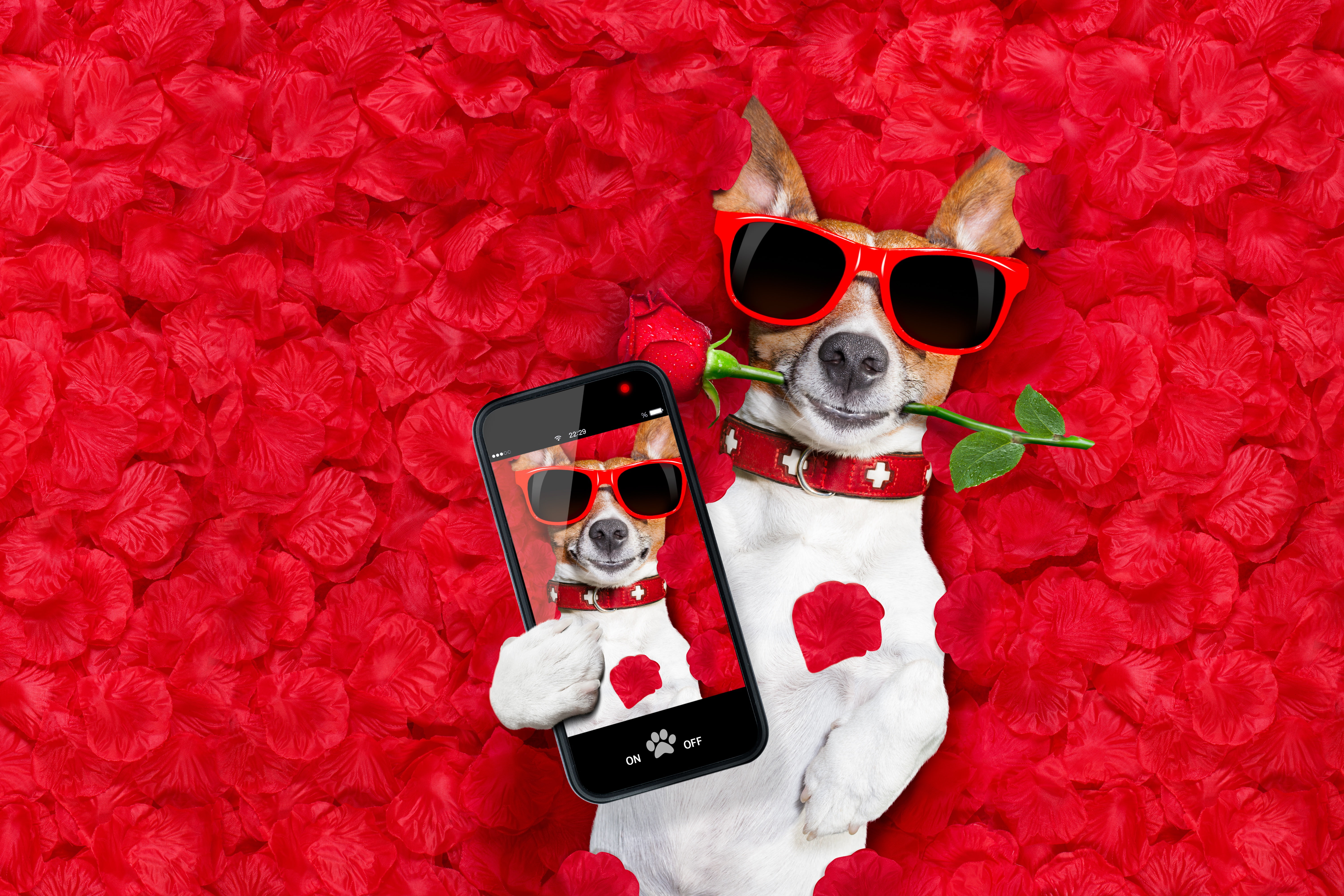 petals, love, romantic, dog, 5K, funny, rose, hearts, valentine, HD Wallpaper