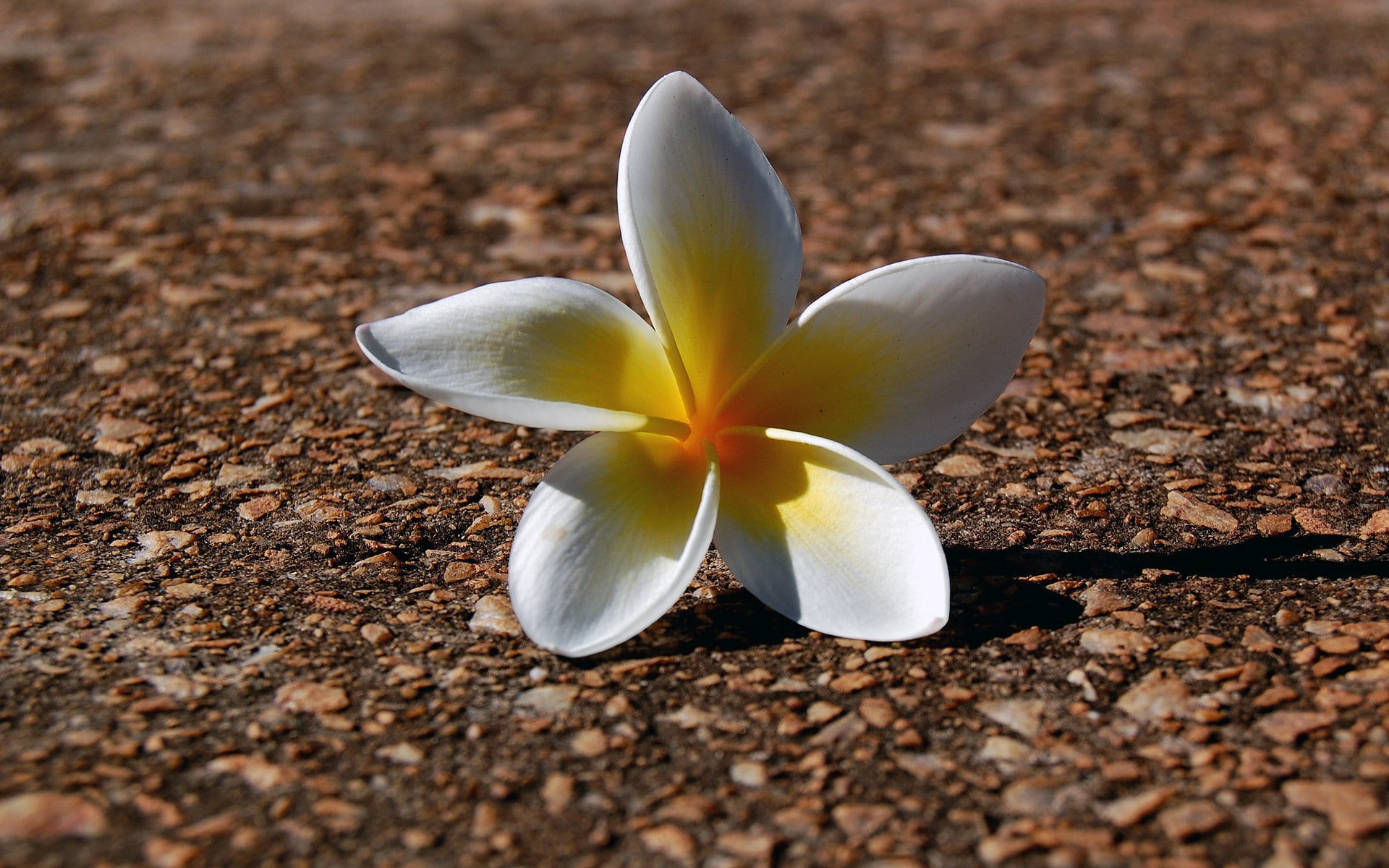 frangipani, nature, inflorescence, no people, fragility, beauty in nature, flowers, selective focus, flower, outdoors, flowering plant, growth, freshness, HD Wallpaper