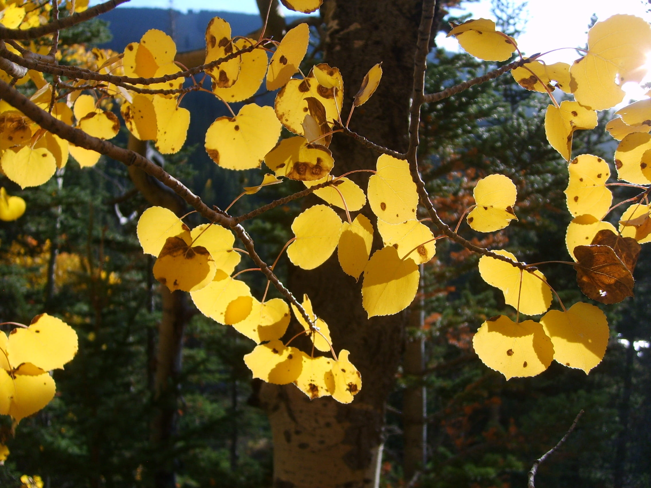 growth, mountains, plant, beauty in nature, nature, fall background, day, change, yellow, plant part, hiking, close-up, trees, twig, sunlight, fall, november, HD Wallpaper