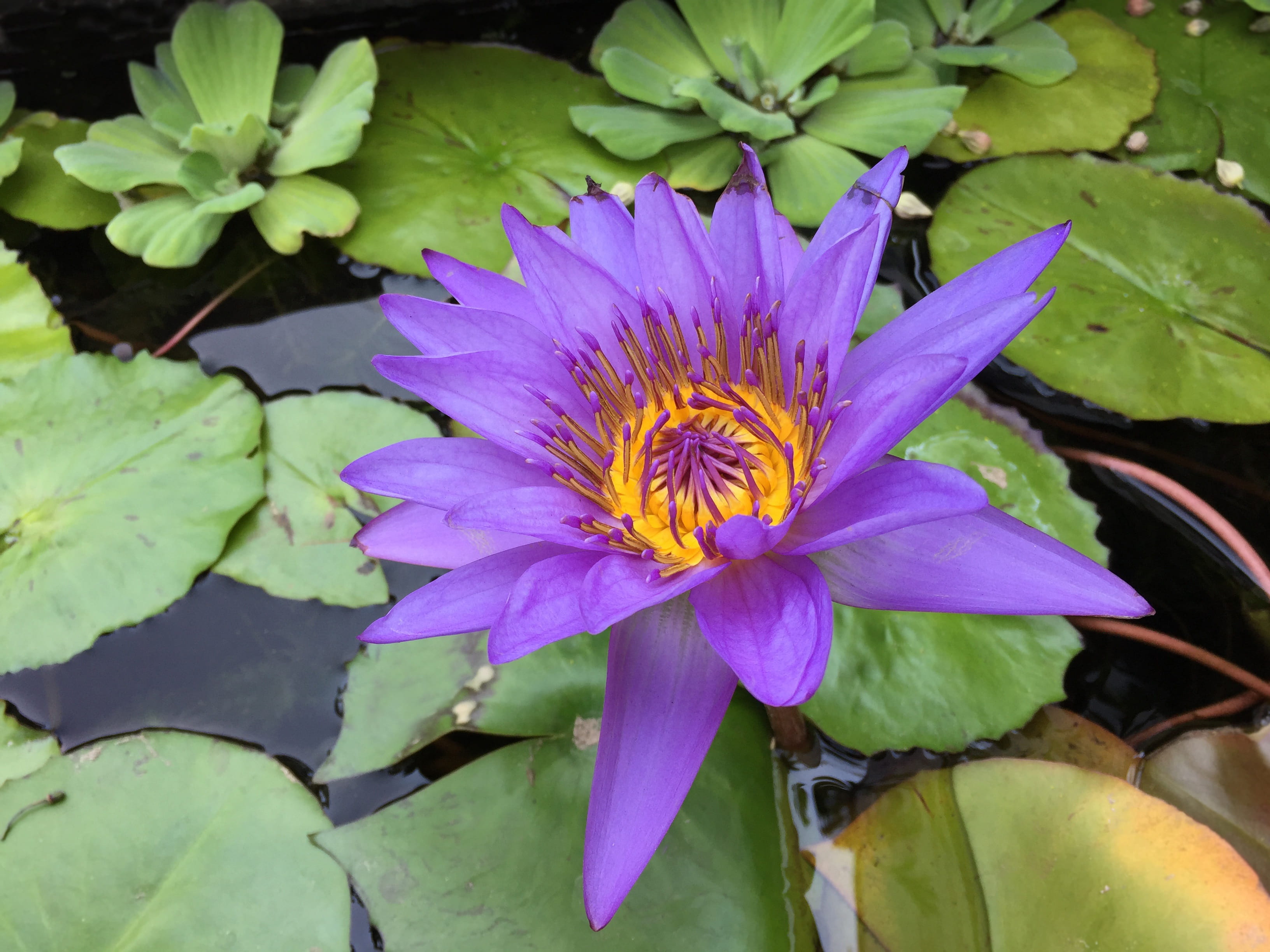 beauty in nature, water garden, reiki, plant part, nature, no people, pollen, plant, freshness, growth, magenta, san diego, flower head, breathe, meditate, HD Wallpaper
