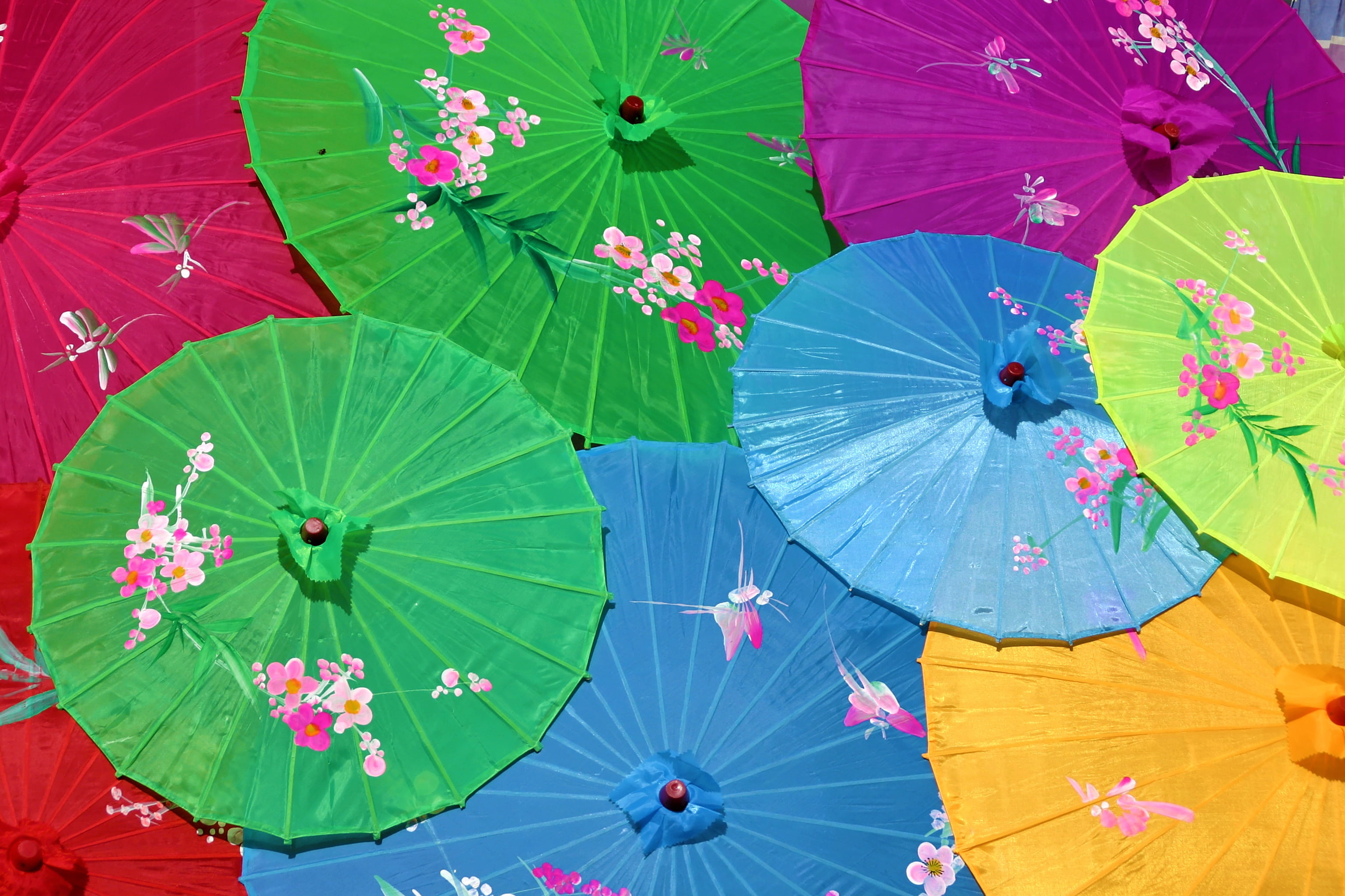 beauty, fragility, protection, oil, flower, decorated, no people, umbrella, nature, day, plant, high angle view, lot, 2K, leaf, flowering plant, plant part, HD Wallpaper