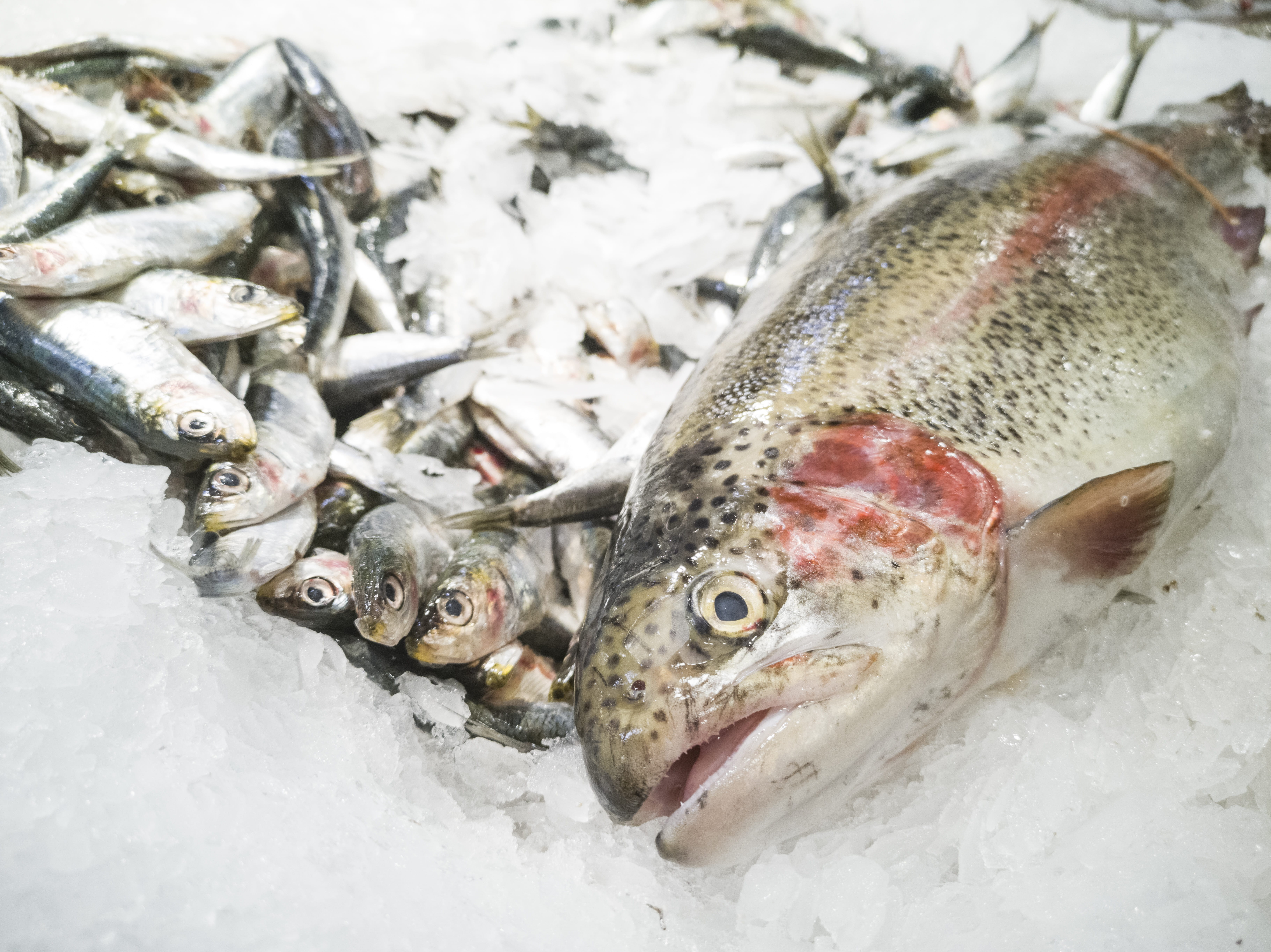 lifeless, 5K, meat, raw food, fishing industry, close-up, delicious, cold temperature, crushed ice, seafood, high angle view, gourmet, vegetable, wellbeing, HD Wallpaper