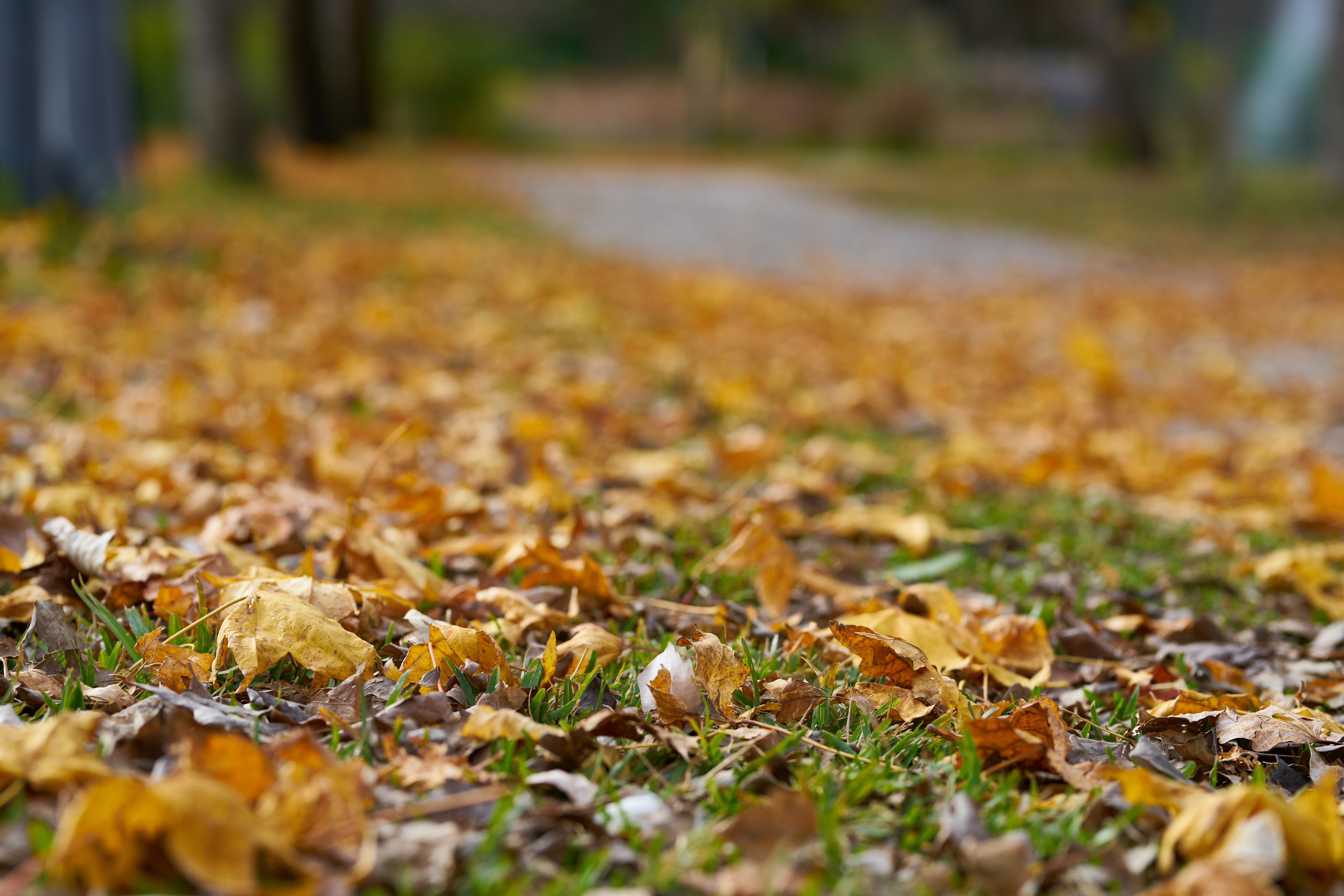 park, leaves, october, selective focus, day, surface level, change, lifeless, season, dead, 8K, romantic, field, outdoors, plant, yellow, dry, autumn, HD Wallpaper