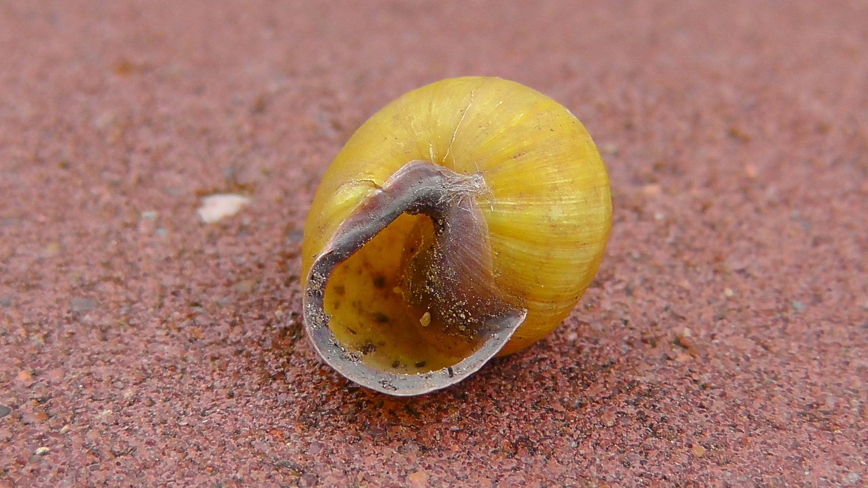snail, yellow, food and drink, shell, single object, nature, animal wildlife, animals in the wild, focus on foreground, day, outdoors, invertebrates, land snail, HD Wallpaper