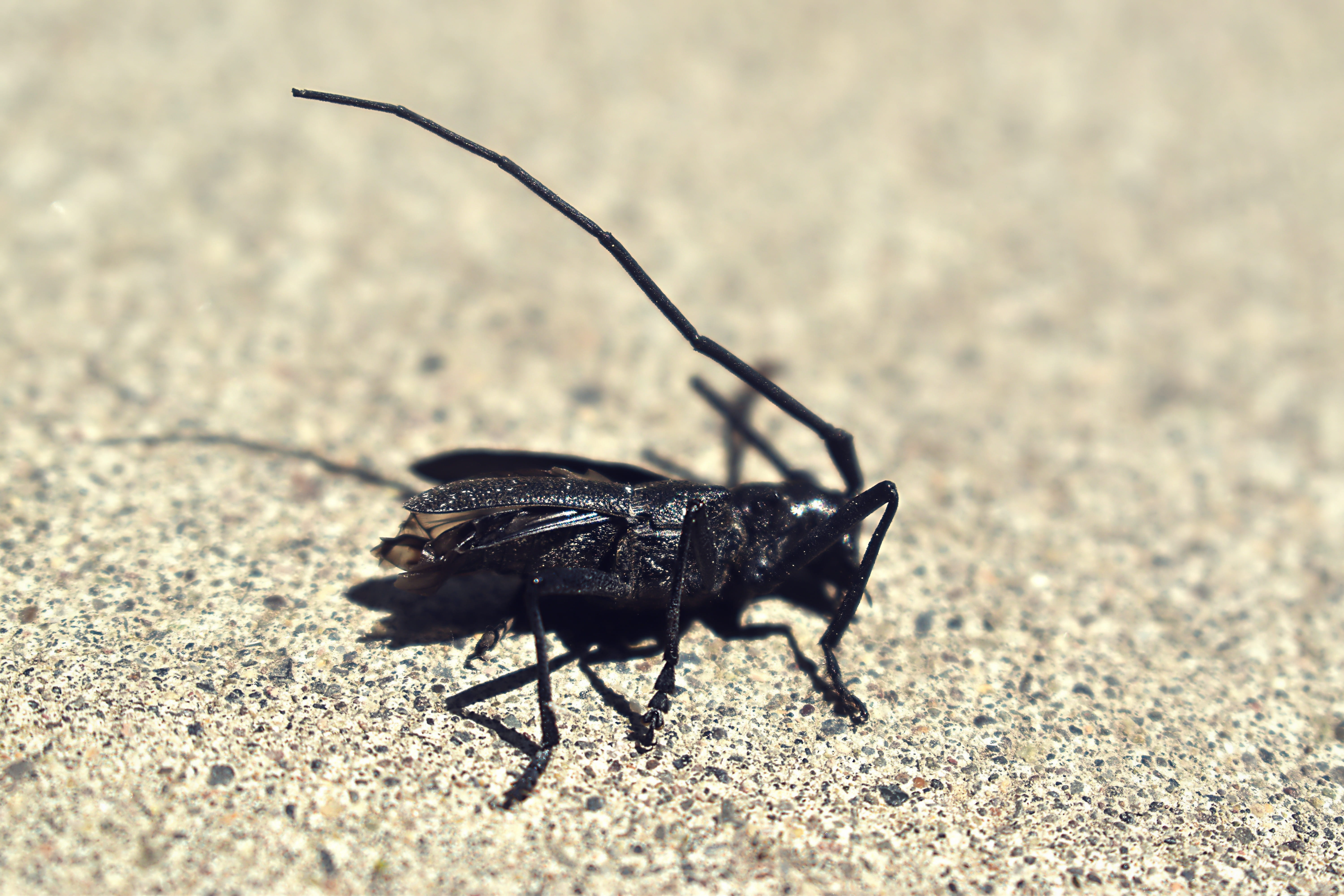 rough, animal wildlife, 5K, no people, close-up, animal themes, dead, antenna, animals in the wild, lifeless, sunlight, one animal, full length, nature, HD Wallpaper