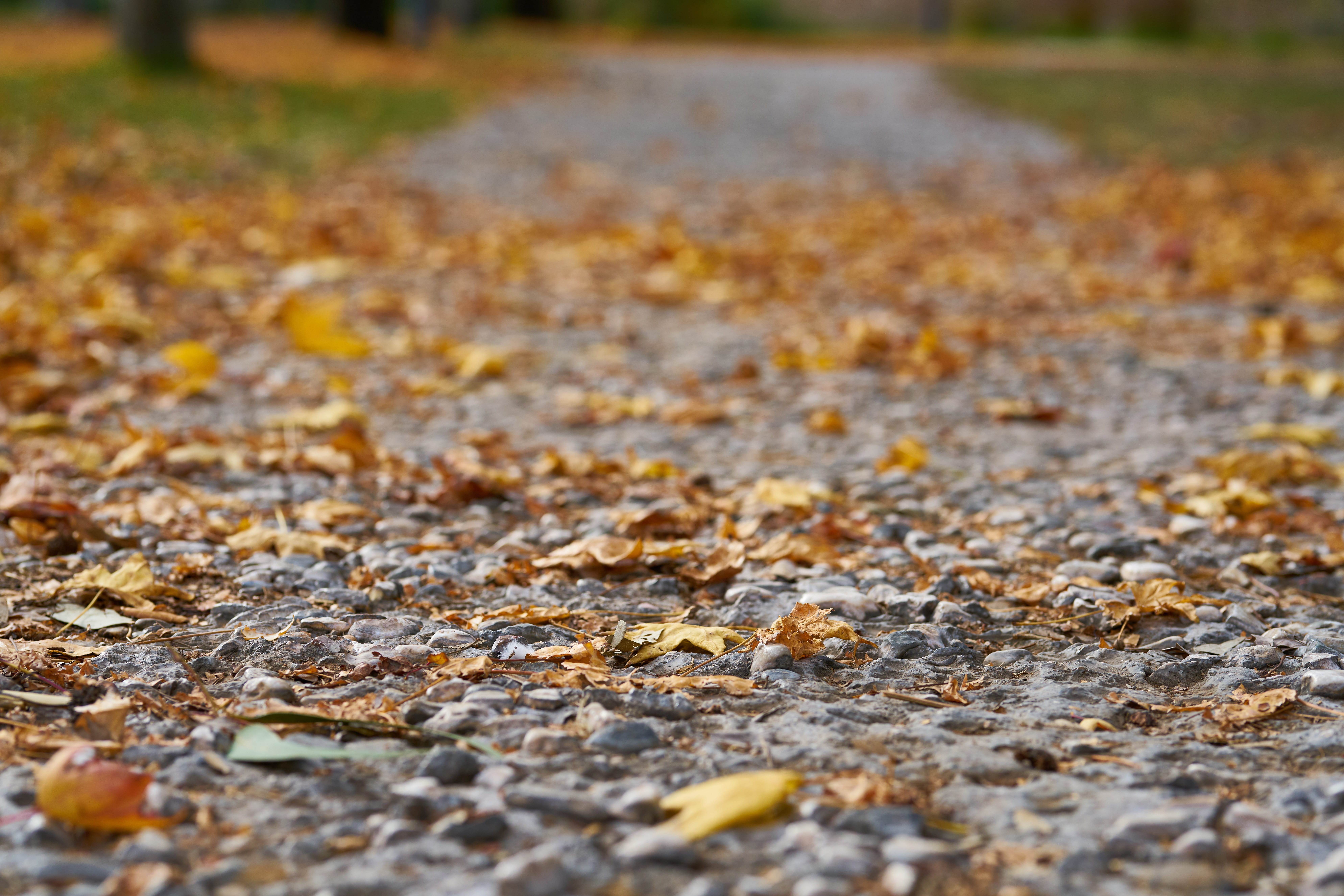 nature, tree, season, falling, surface level, change, color, outdoors, textured, autumn, the way forward, romantic, street, forest, footpath, direction, HD Wallpaper