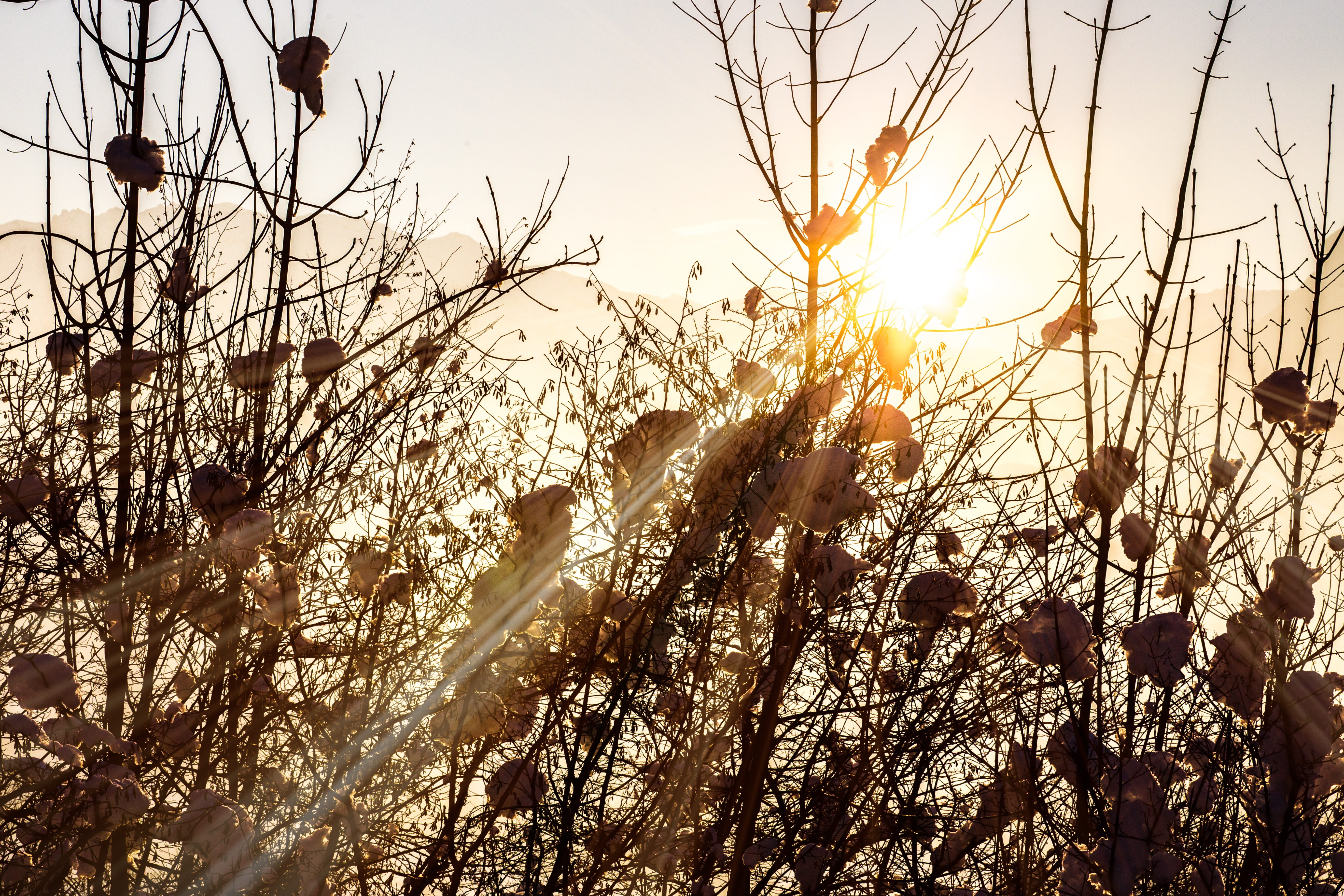 sun, plant, sunset, back light, bare tree, lens flare, nature, beauty in nature, siluete, tree, golden light, cold temperature, day, land, snow, growth, HD Wallpaper