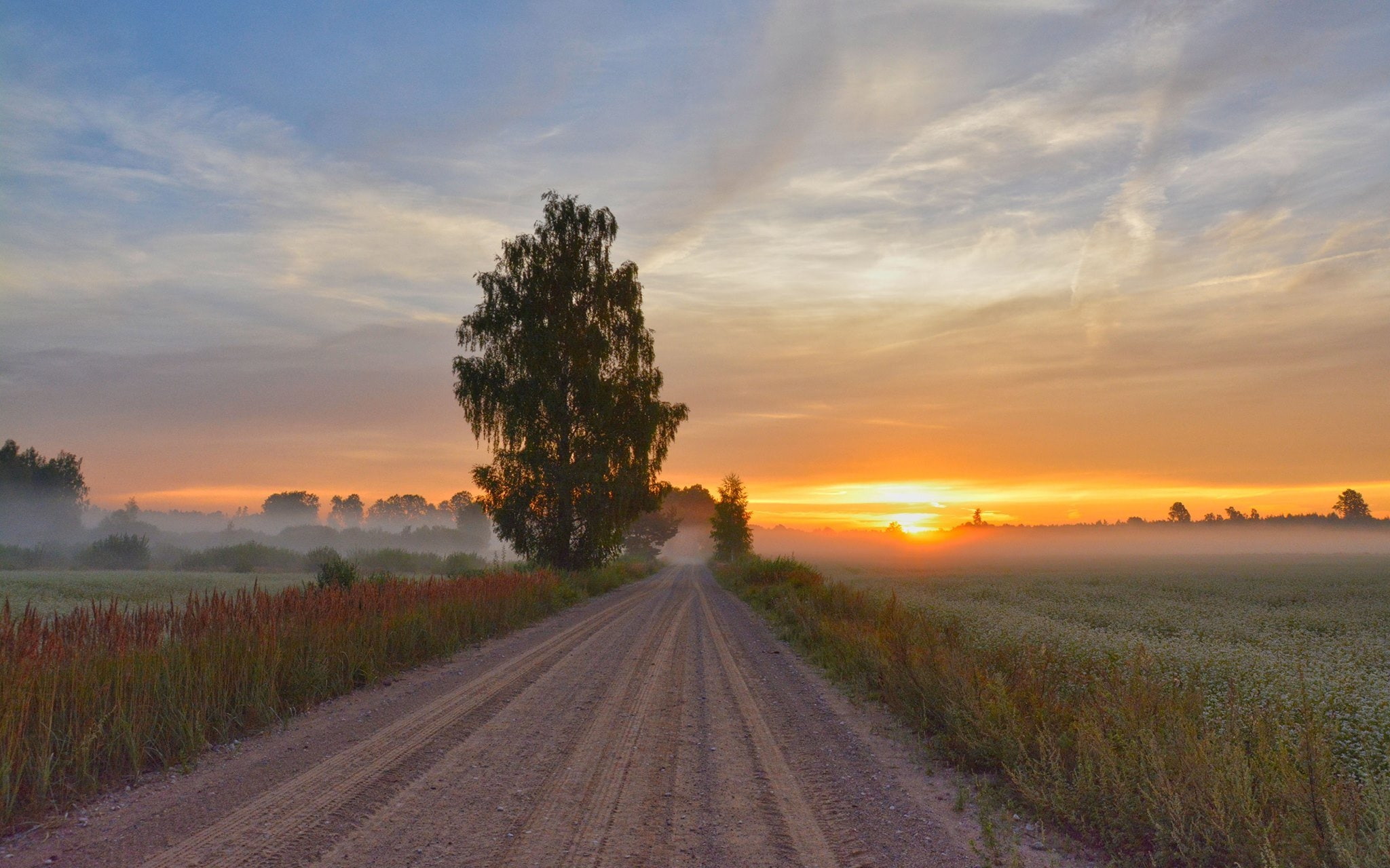 tree, Latvia, 1080P, road, fields, mist, Road in Dikli, landscape, sunrise, Latvia, HD Wallpaper