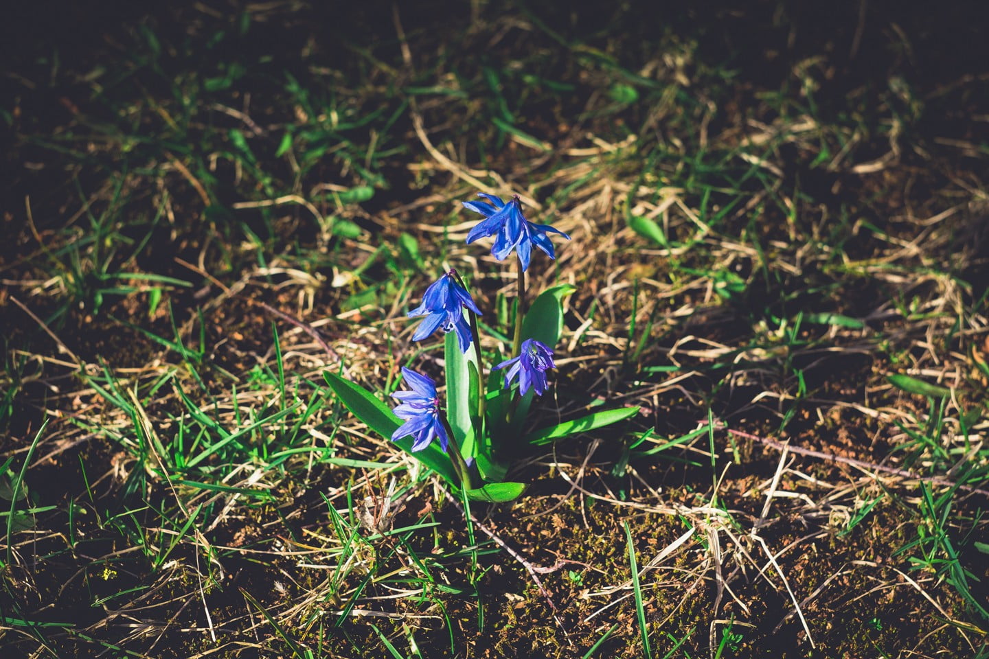 leaf, outdoors, blue, no people, vulnerability, Latvia, plant part, petaled, high angle view, freshness, beauty in nature, growth, nature, grass, plants, HD Wallpaper