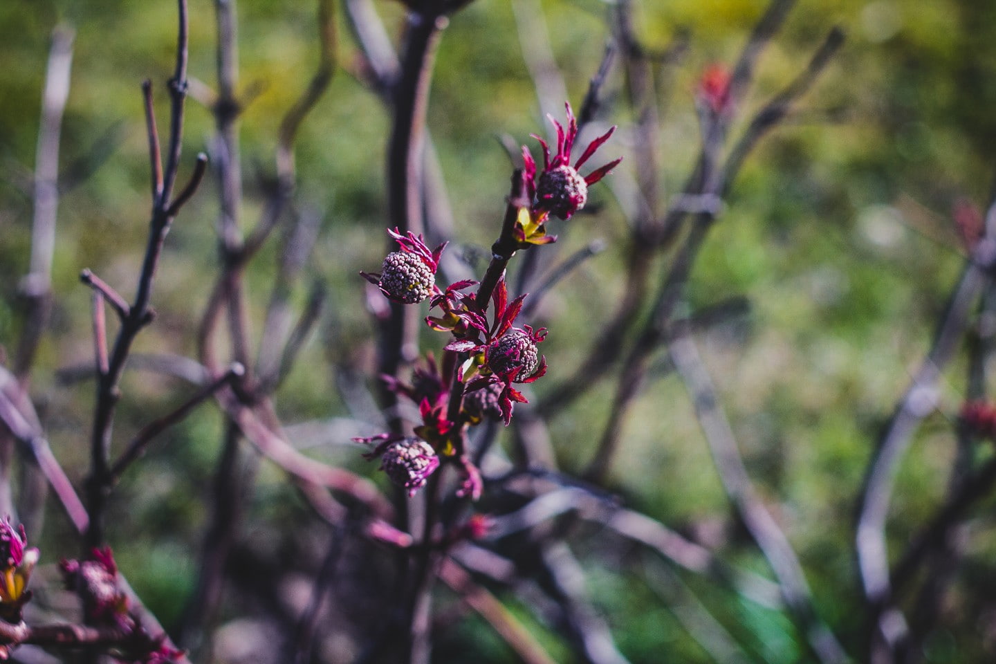 freshness, no people, animal themes, flowering plant, vulnerability, focus on foreground, plant, spring, Riga, 720P, outdoors, inflorescence, close-up, HD Wallpaper
