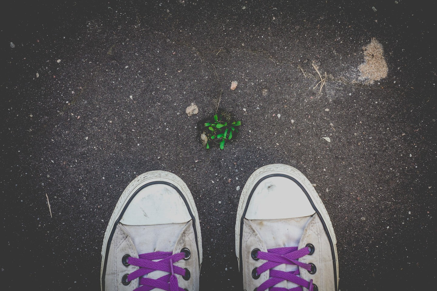 cat, grass, standing, high angle view, spring, sneakers, unrecognizable person, top, city, low, 720P, lifestyles, Riga, real people, directly above, plants, HD Wallpaper