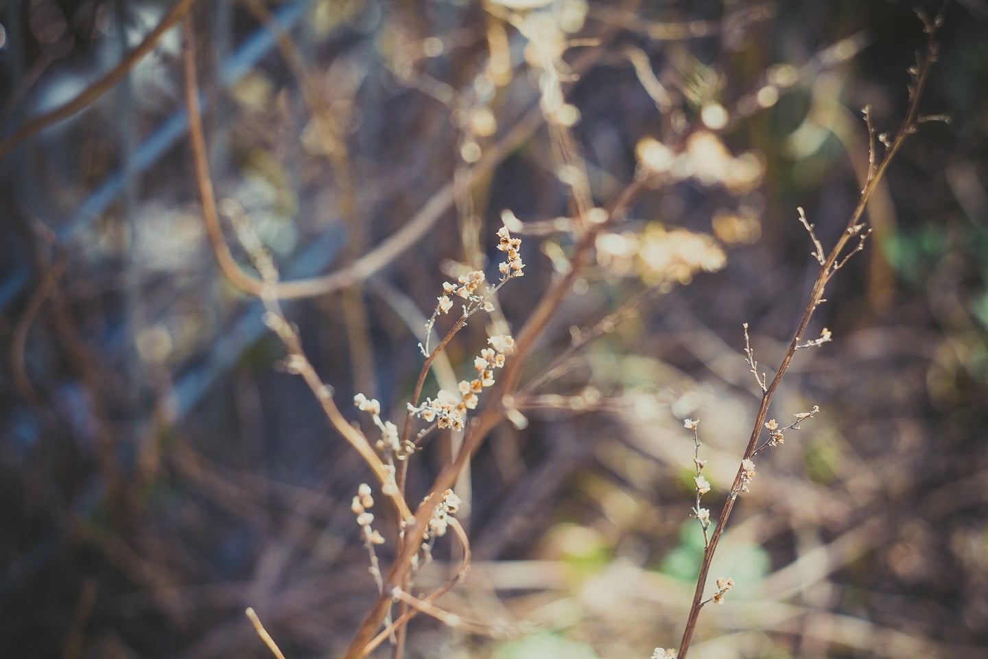 day, Latvia, fragility, close-up, growth, branch, tranquility, plant stem, twig, dead plant, vulnerability, selective focus, nature, no people, brown, focus on foreground, HD Wallpaper
