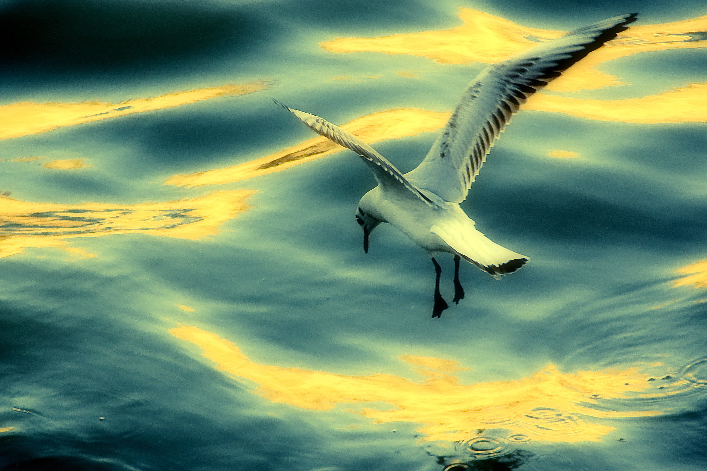 blue, sigma, sea, sky, gull, black, 1080P, white, portugal, nature, animal, Superb, bird, nikon  d40, ouro, flying, parque, seagull, rio  tejo, Gold, water, HD Wallpaper