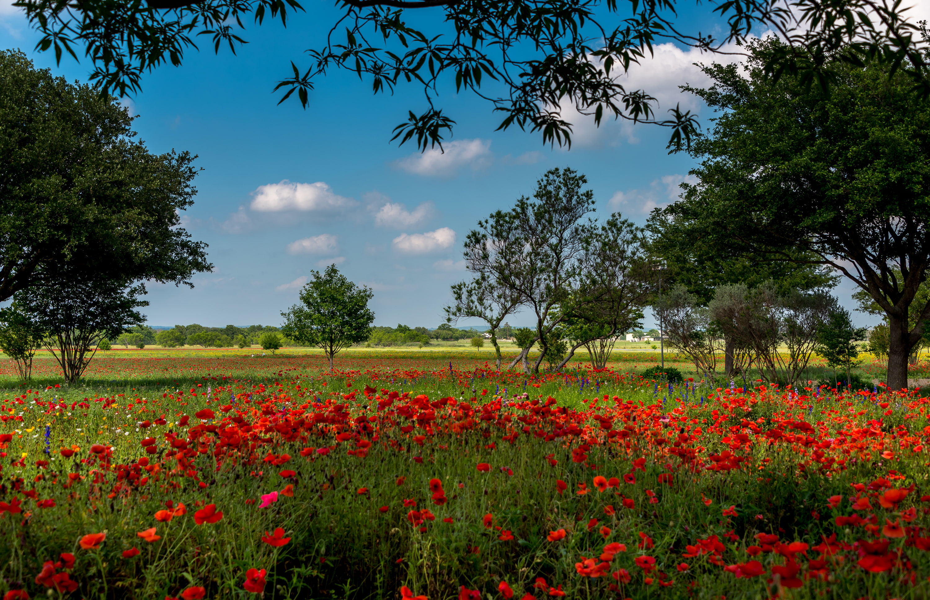 Maki, rhoeas, USA, field, Texas, Austin, summer, papaver, trees, 2K, grass, flowers, red, HD Wallpaper