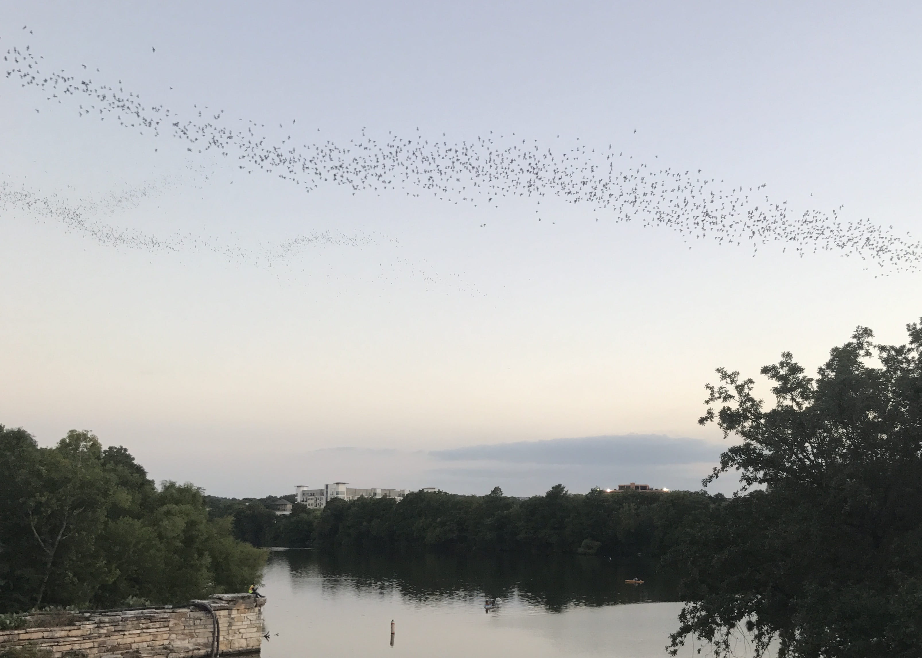 sky, animal wildlife, no people, reflection, beauty in nature, nature, sunset, river, flock of birds, animal, animals in the wild, animal themes, bats, HD Wallpaper