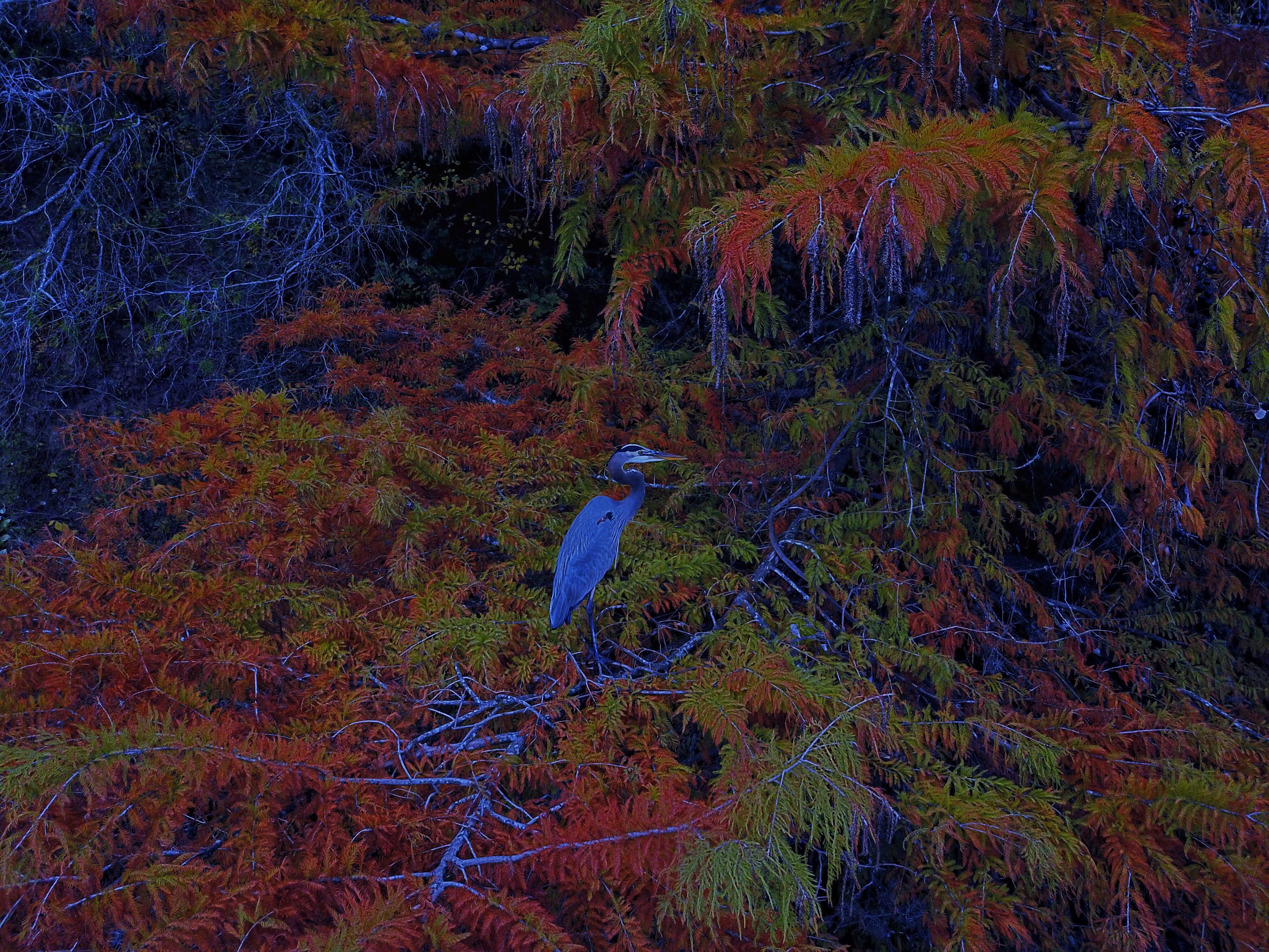 lake austin, day, animals in the wild, bird, autumn, forest, vertebrate, trees, animal themes, plant, non-urban scene, nature, outdoors, growth, animal, HD Wallpaper