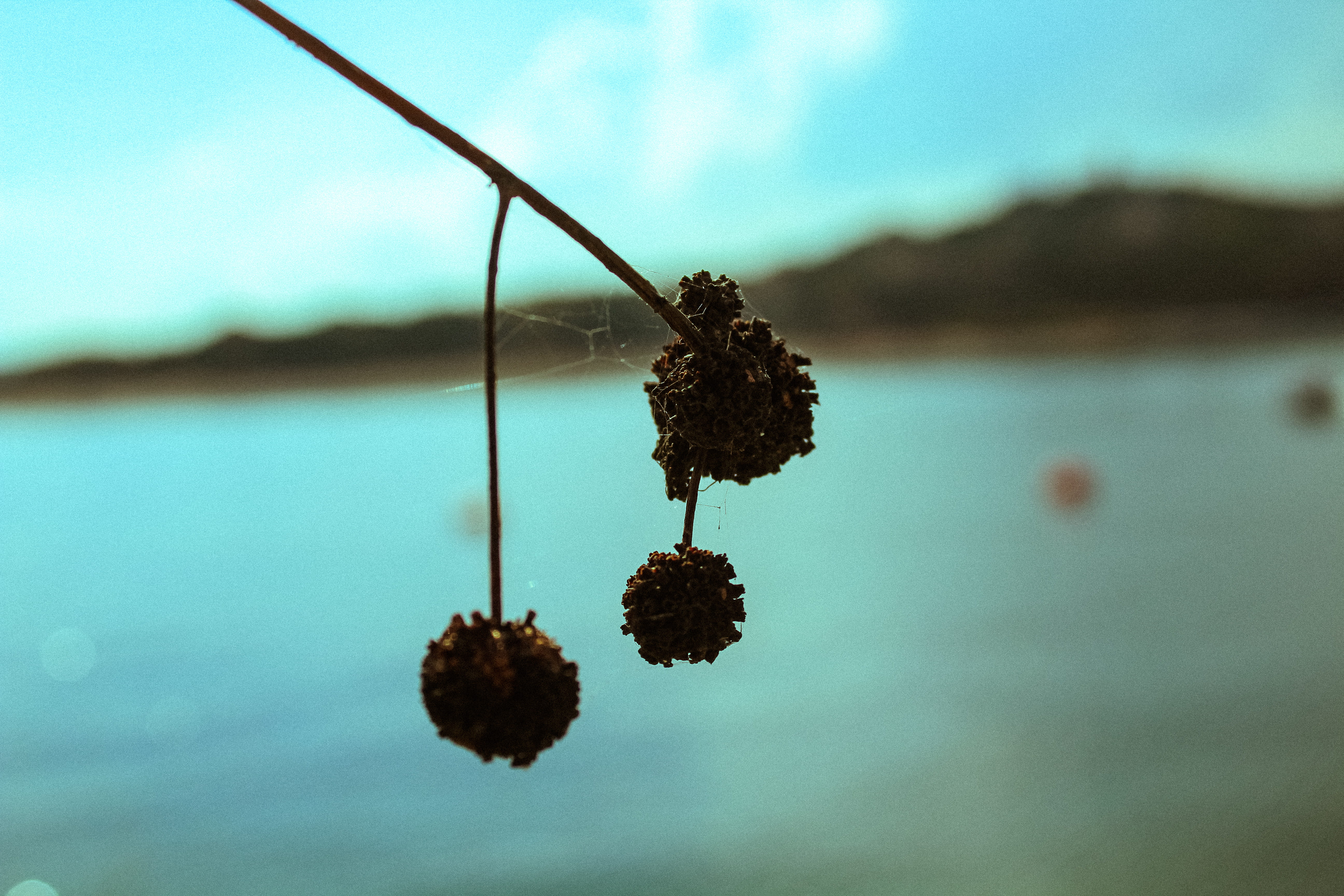 day, austin, selective focus, close-up, wilted plant, freshness, nature, outdoors, lake, hanging, water, tree, tranquility, plant, 5K, sky, growth, food, HD Wallpaper