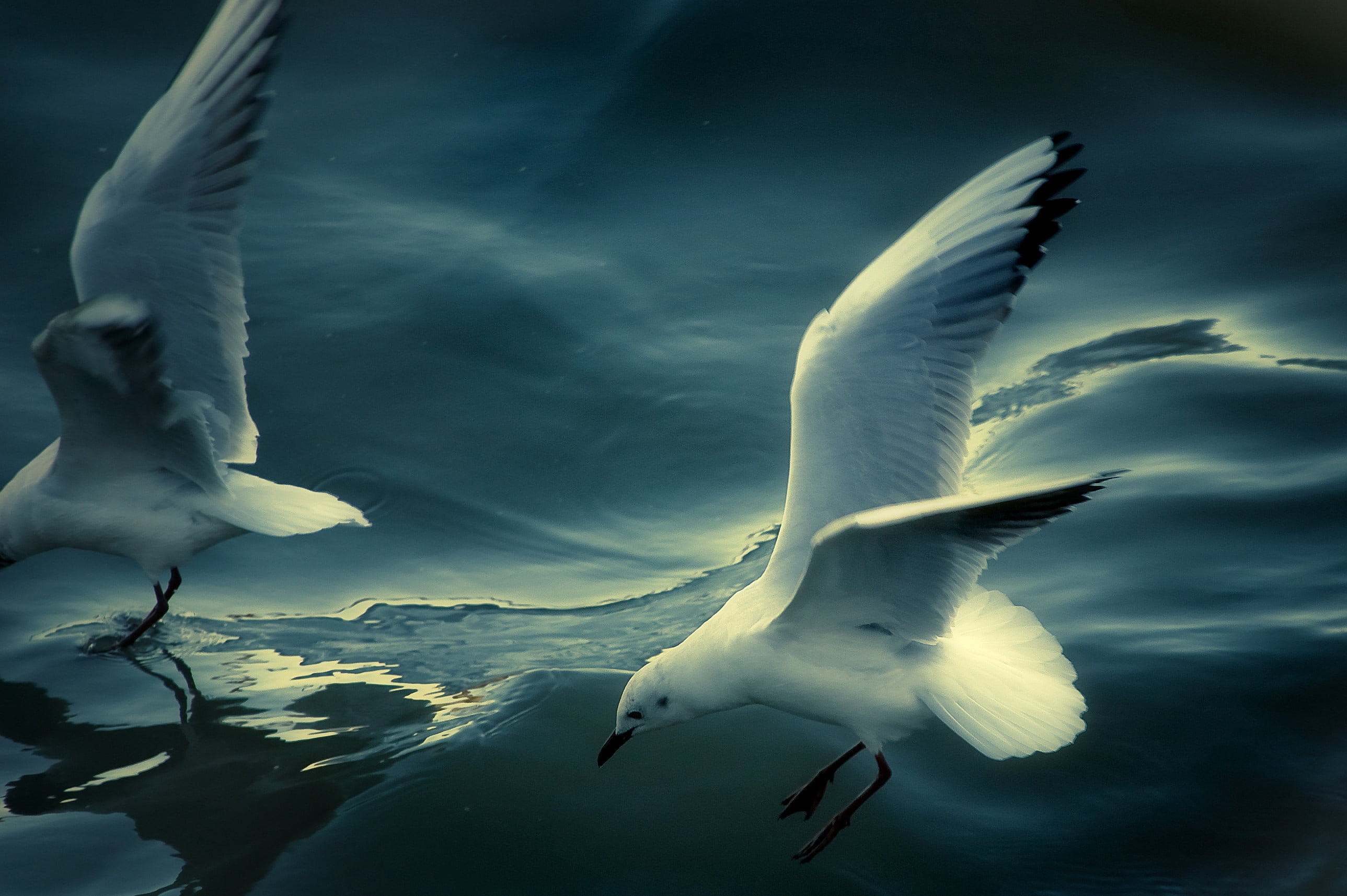 hsm, blue sky, seagull, Touch, os, sea, sigma, water, flying, two, parque, 2K, background, wildlife, nikon, portugal, tejo, air, blue, white, sky, believe, HD Wallpaper