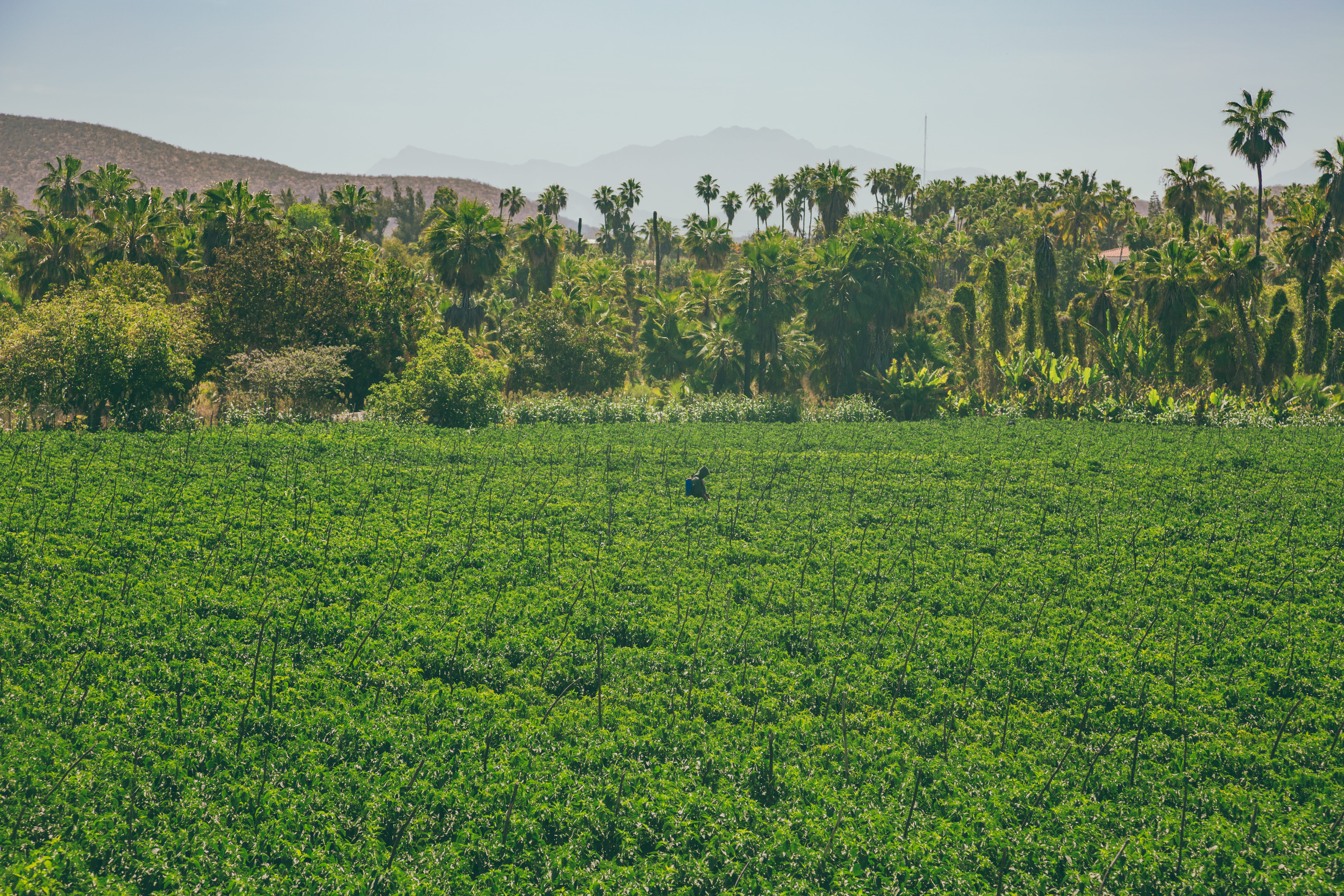 nature, tropical, green color, 5K, tree, farm, no people, todos santos, sky, landscape, day, plant, tea crop, land, plantation, growth, beauty in nature, HD Wallpaper