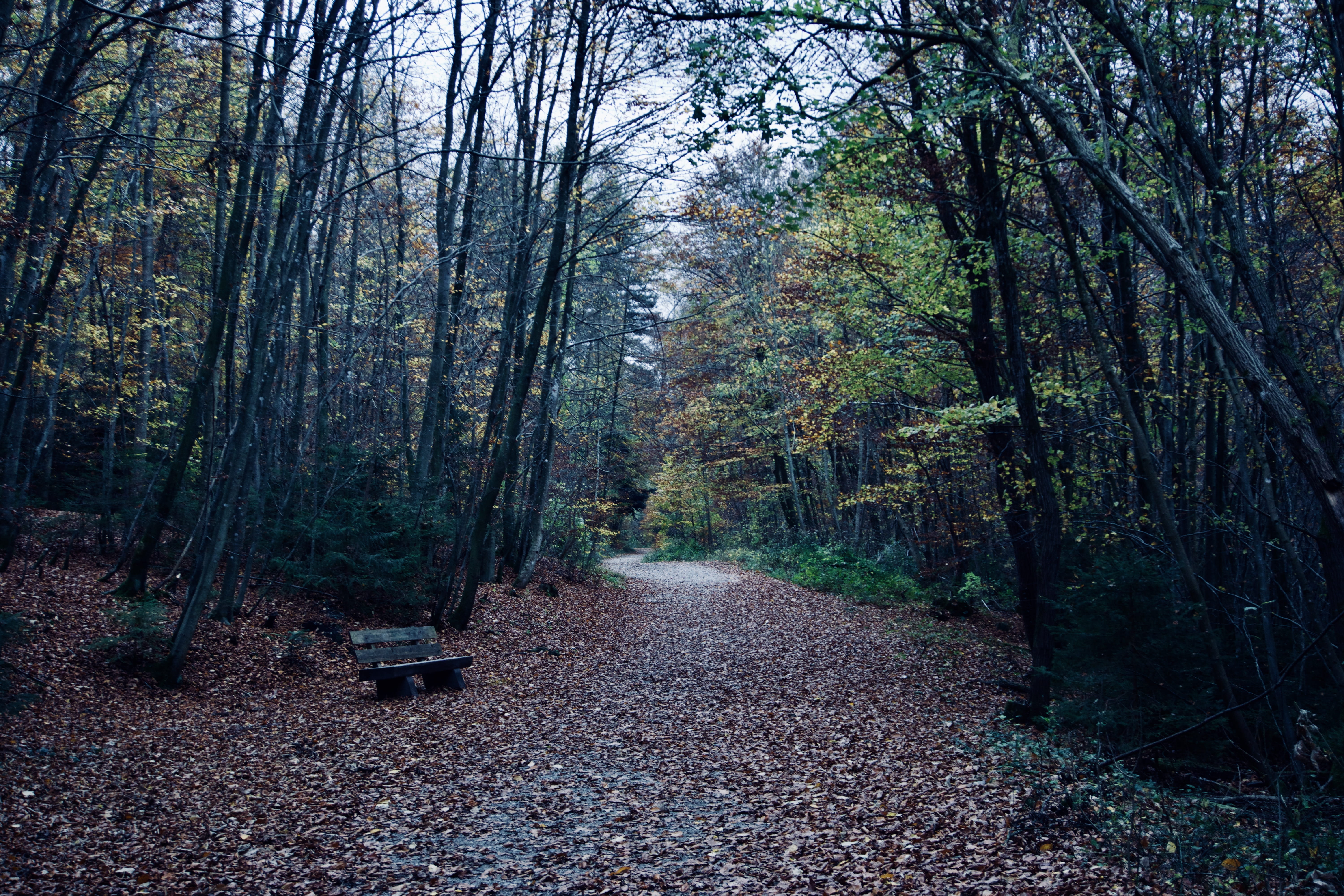 tranquility, germany, beauty in nature, day, herrsching, diminishing perspective, nature, klostergasthof, 5K, trail, non-urban scene, bench, land, fall, HD Wallpaper