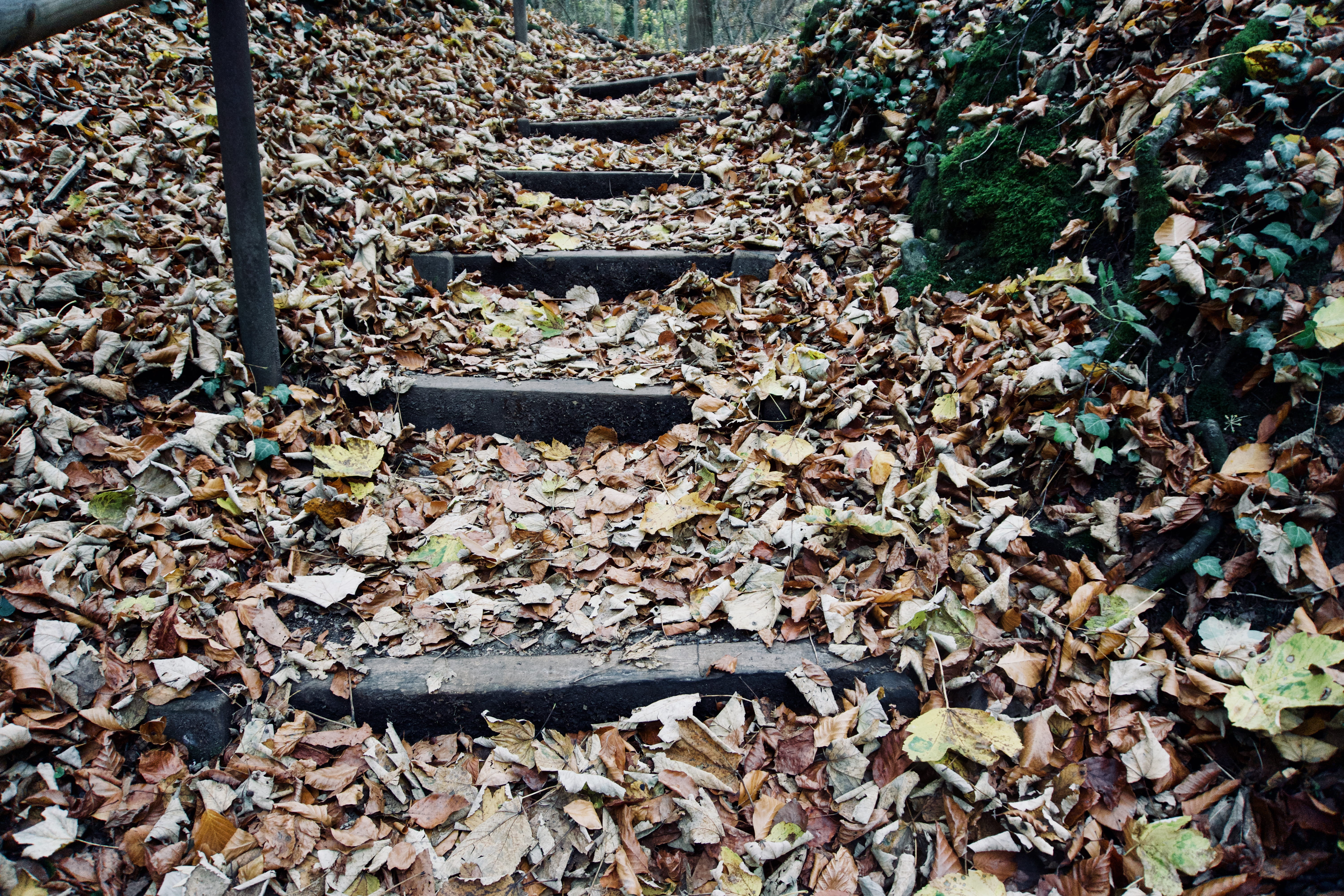 outdoors, dry, bavaria, messy, fall, tranquility, nature, falling, growth, high angle view, day, stairs, land, plant, germany, beauty in nature, herrsching, HD Wallpaper