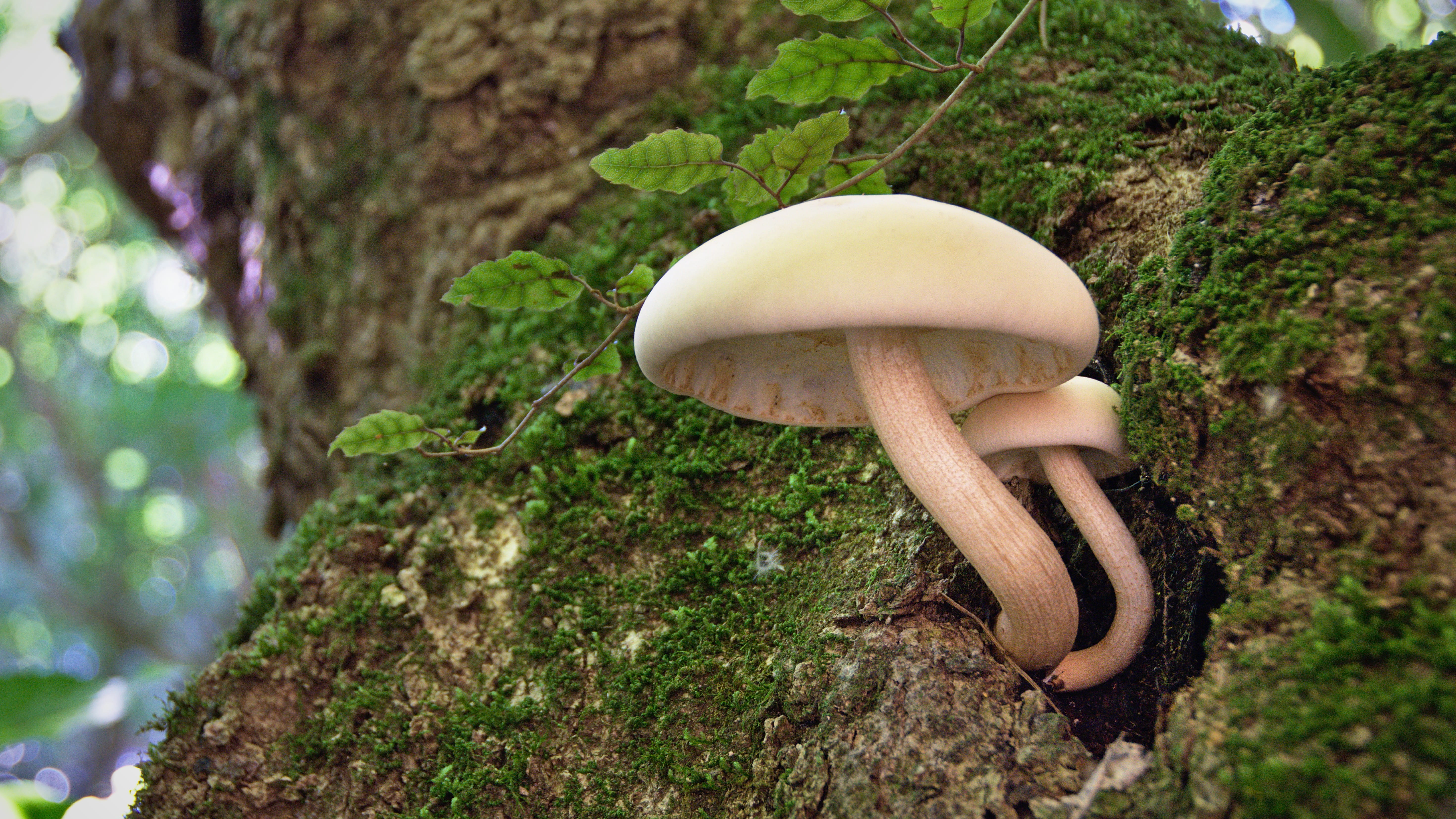 woodside, growth, 5K, toadstool, outdoors, otago, growing, dunedin, maukaatua route, fungi, tree, beauty in nature, fungus, mushrooms, vegetable, focus on foreground, HD Wallpaper