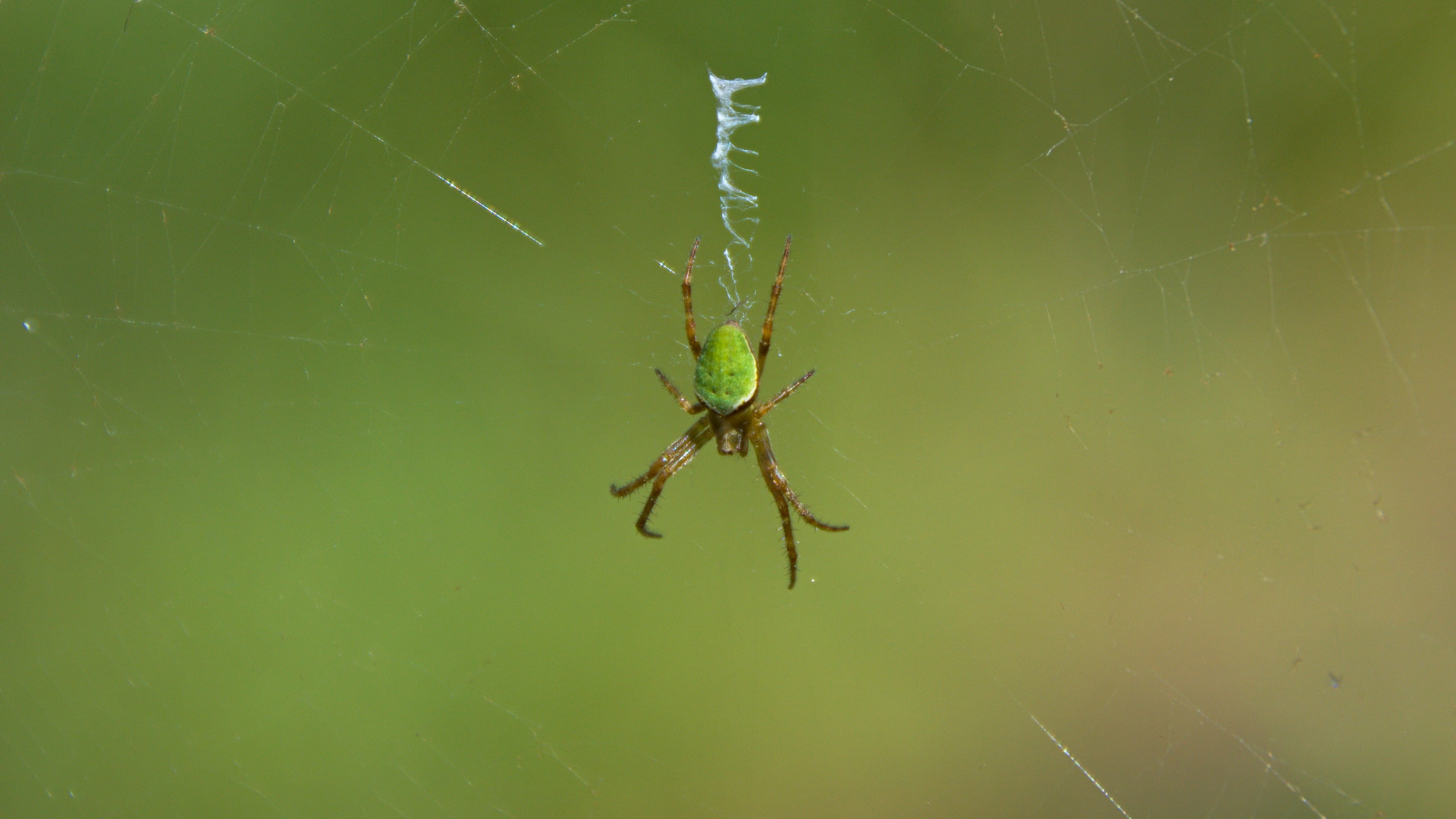 animal themes, new zealand, silk, close-up, invertebrate, animal body part, day, fragility, patience, web, animal leg, spider, outdoors, arthropod, arachnid, HD Wallpaper