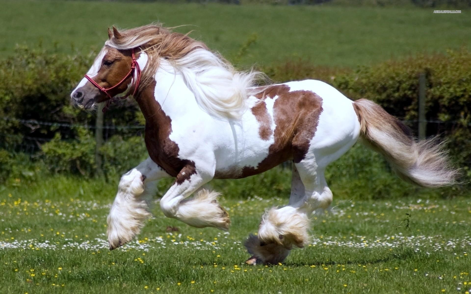 galloping, 1080P, animals, nature, brown, pony, white, wildlife, horse, HD Wallpaper