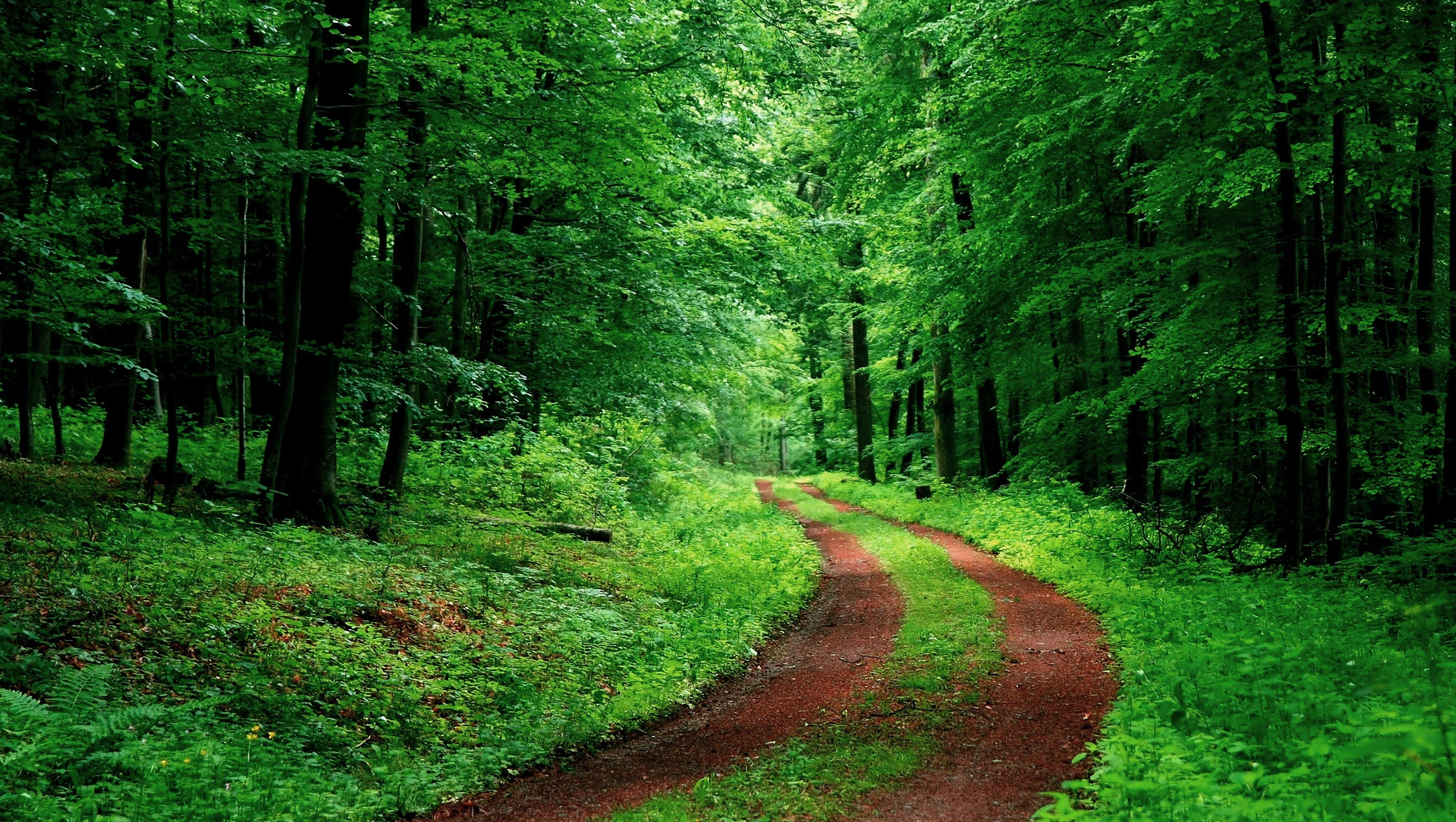 green, foliage, dirt road, 2K, nature, path, forest, HD Wallpaper