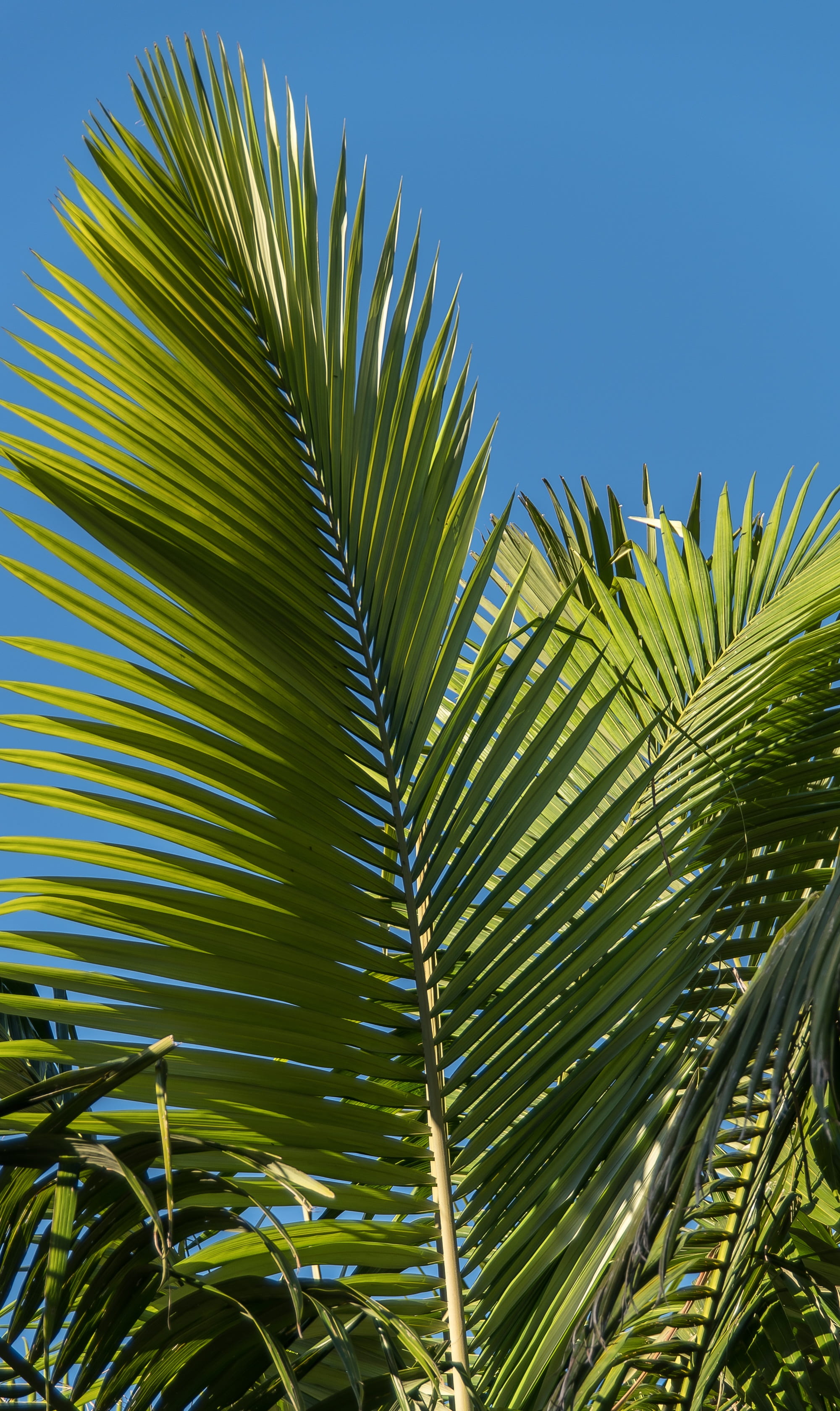 rain forest, sky, plant part, outdoors, coconut palm tree, sub-tropical, blue, frond, bangalow palm, green color, beauty in nature, no people, palm, plant, Phone HD Wallpaper