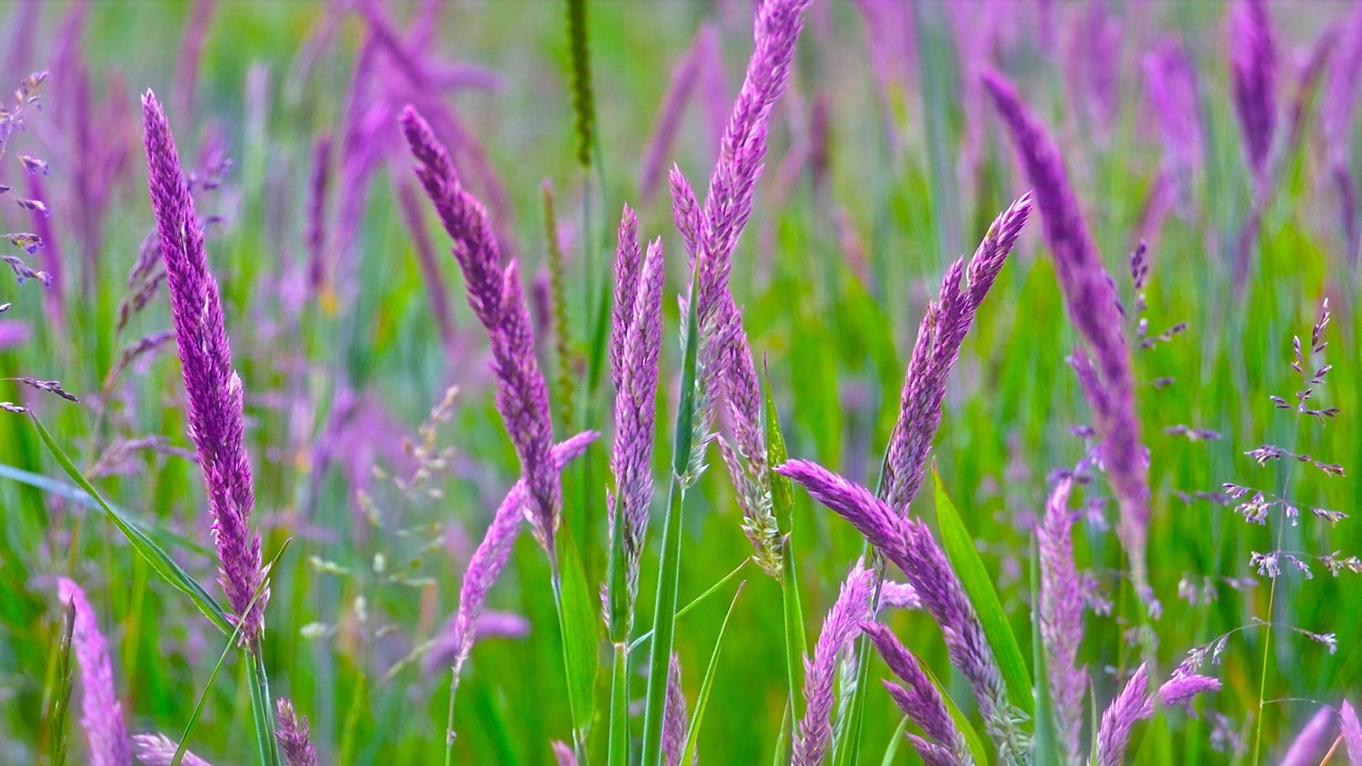 leaf, 1080P, growth, garden, flora, flower, summer, pattern, sky, herb, orchid, grass, purple, meadow, light, clover, design, plants, flowers, HD Wallpaper