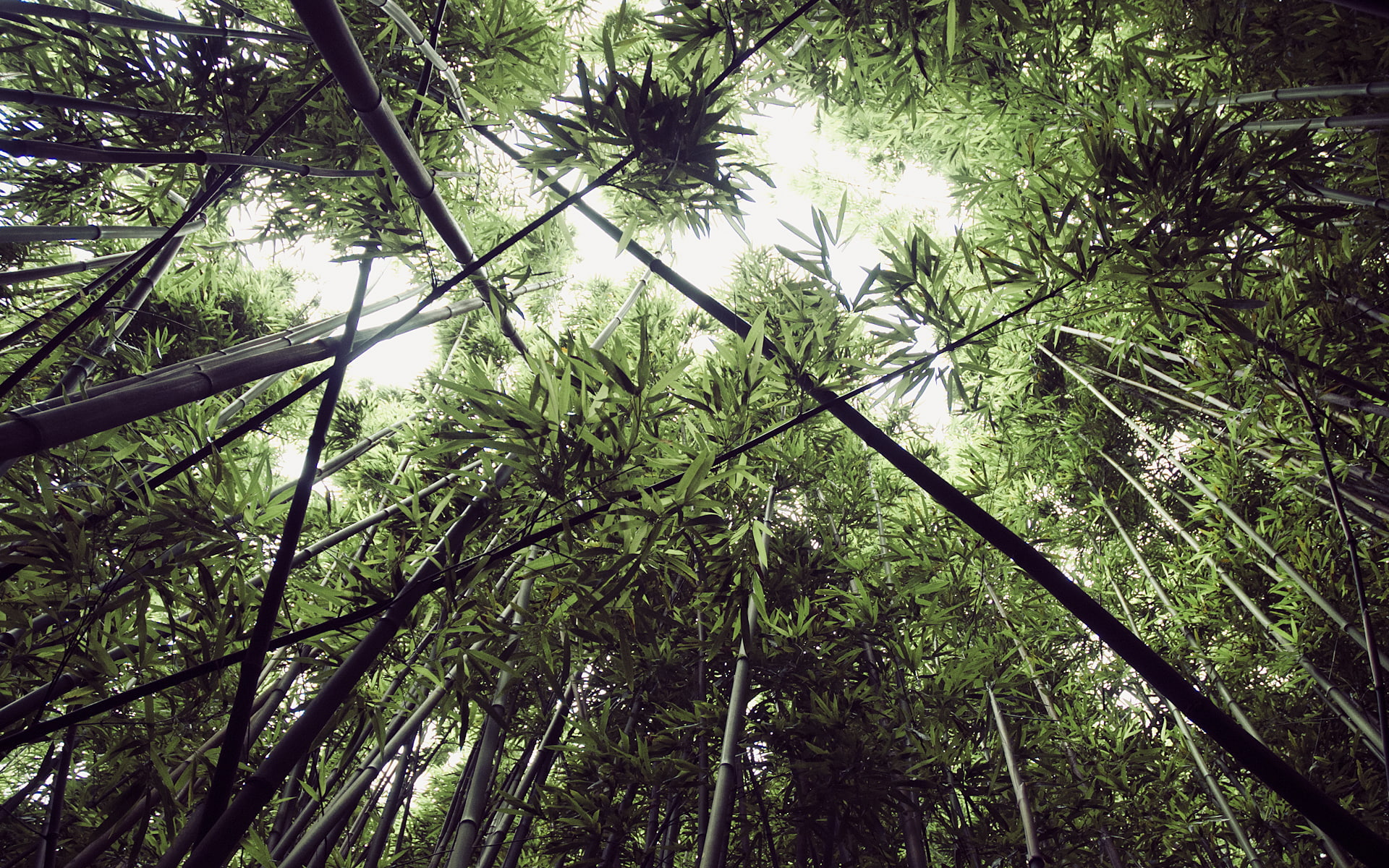 nature, bamboo, forest, leaves, bamboo forest, 1080P, HD Wallpaper