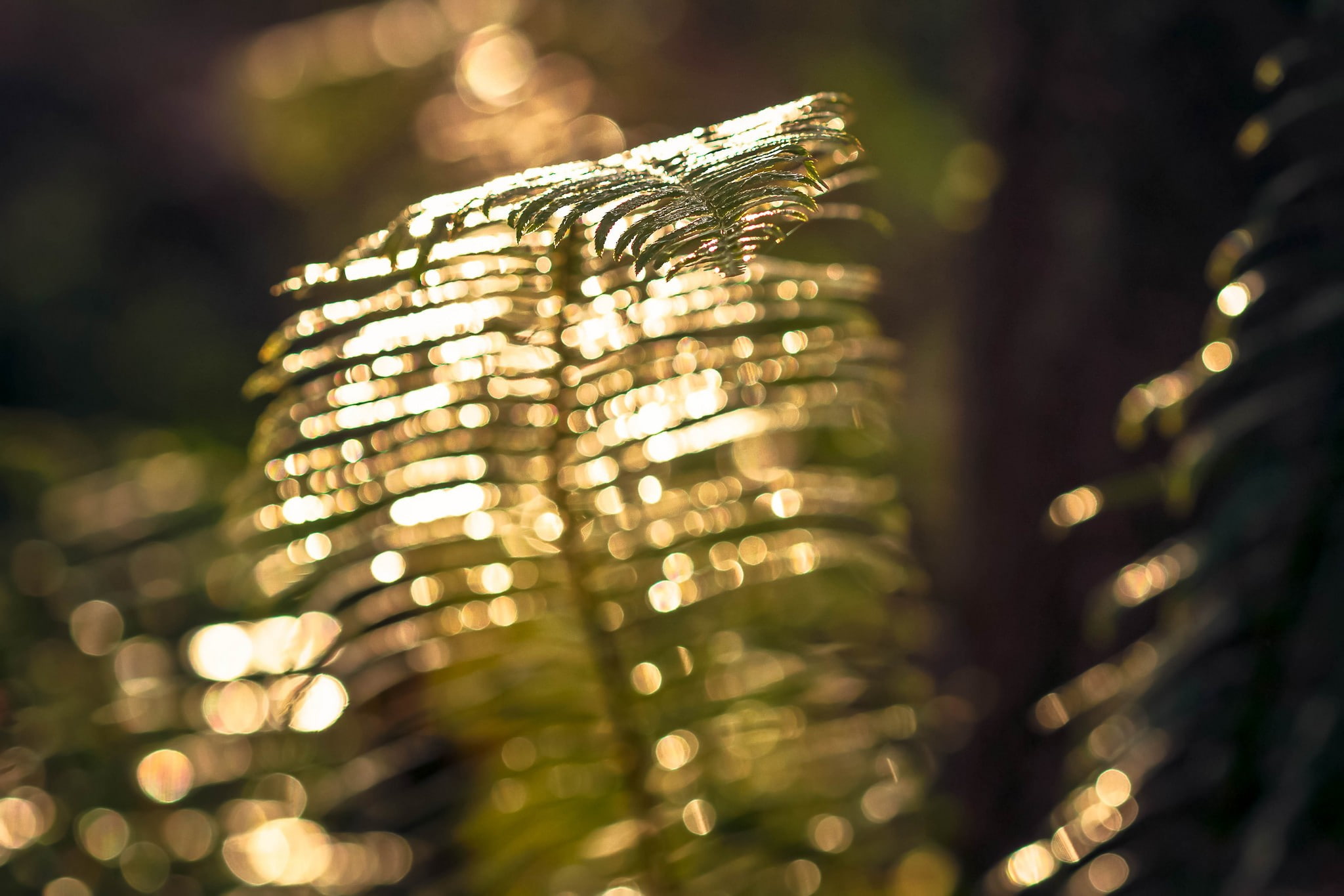 1080P, beauty in nature, ferns, celebration, close-up, event, defocused, no people, plants, nature, outdoors, macro, selective focus, focus on foreground, HD Wallpaper