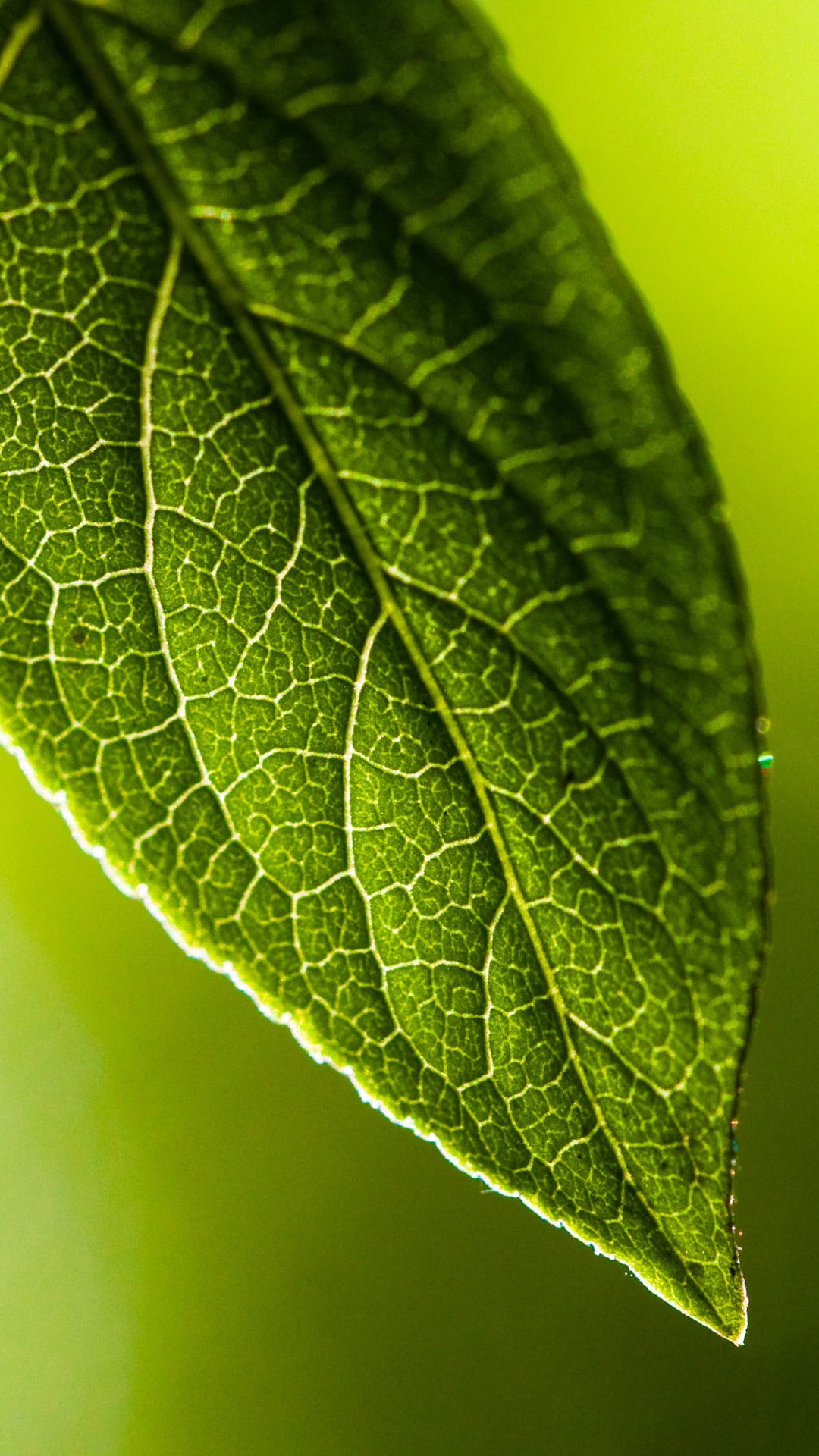 leaves, vulnerability, textured, green, textile, green color, single object, fragility, leaf, leaf vein, plant, backgrounds, plant part, textured effect, Phone HD Wallpaper