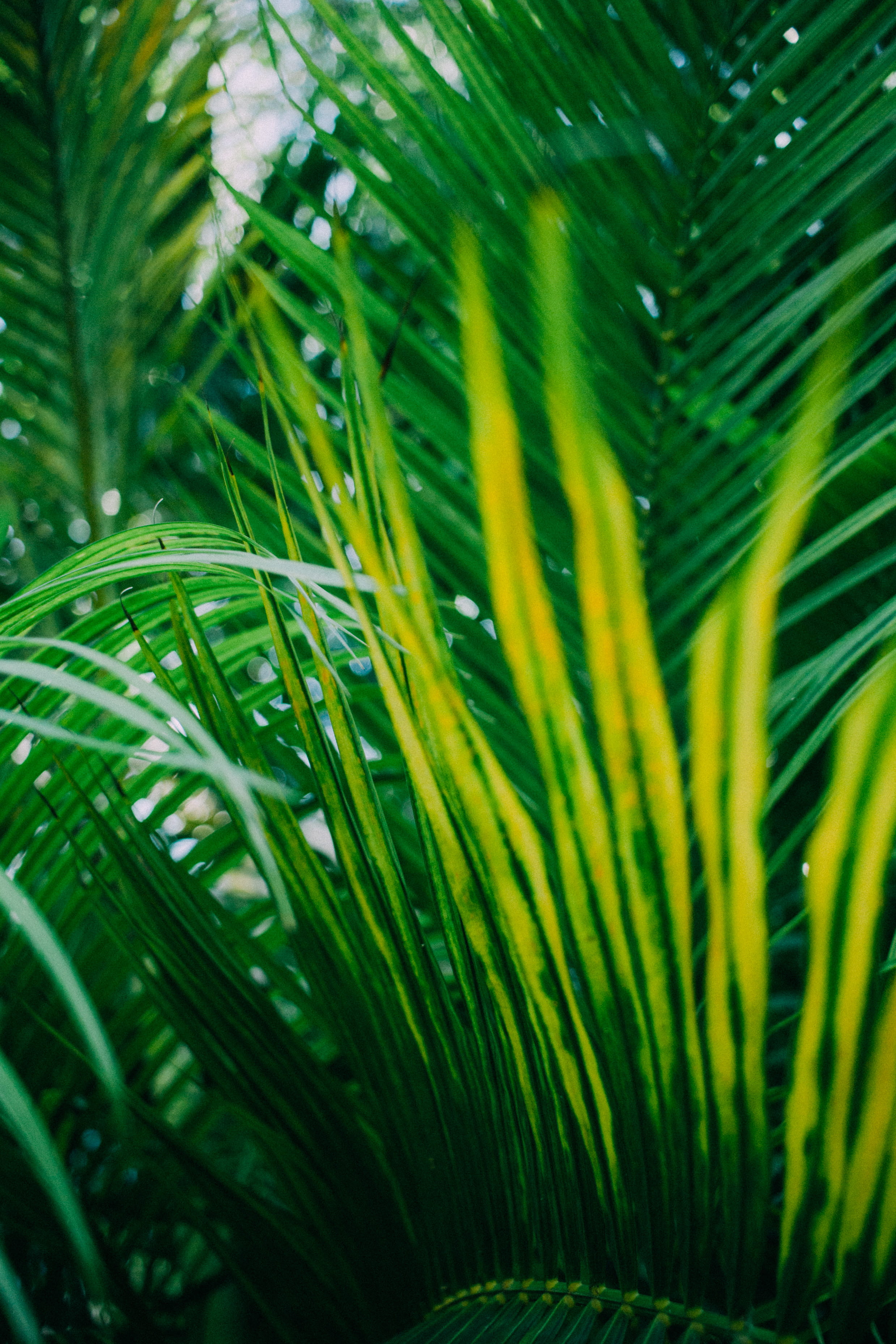 plant, nature, day, palm tree, backgrounds, tropical climate, palmera, outdoors, leafe, freshness, close-up, palm leaf, blade of grass, full frame, green color, Phone HD Wallpaper