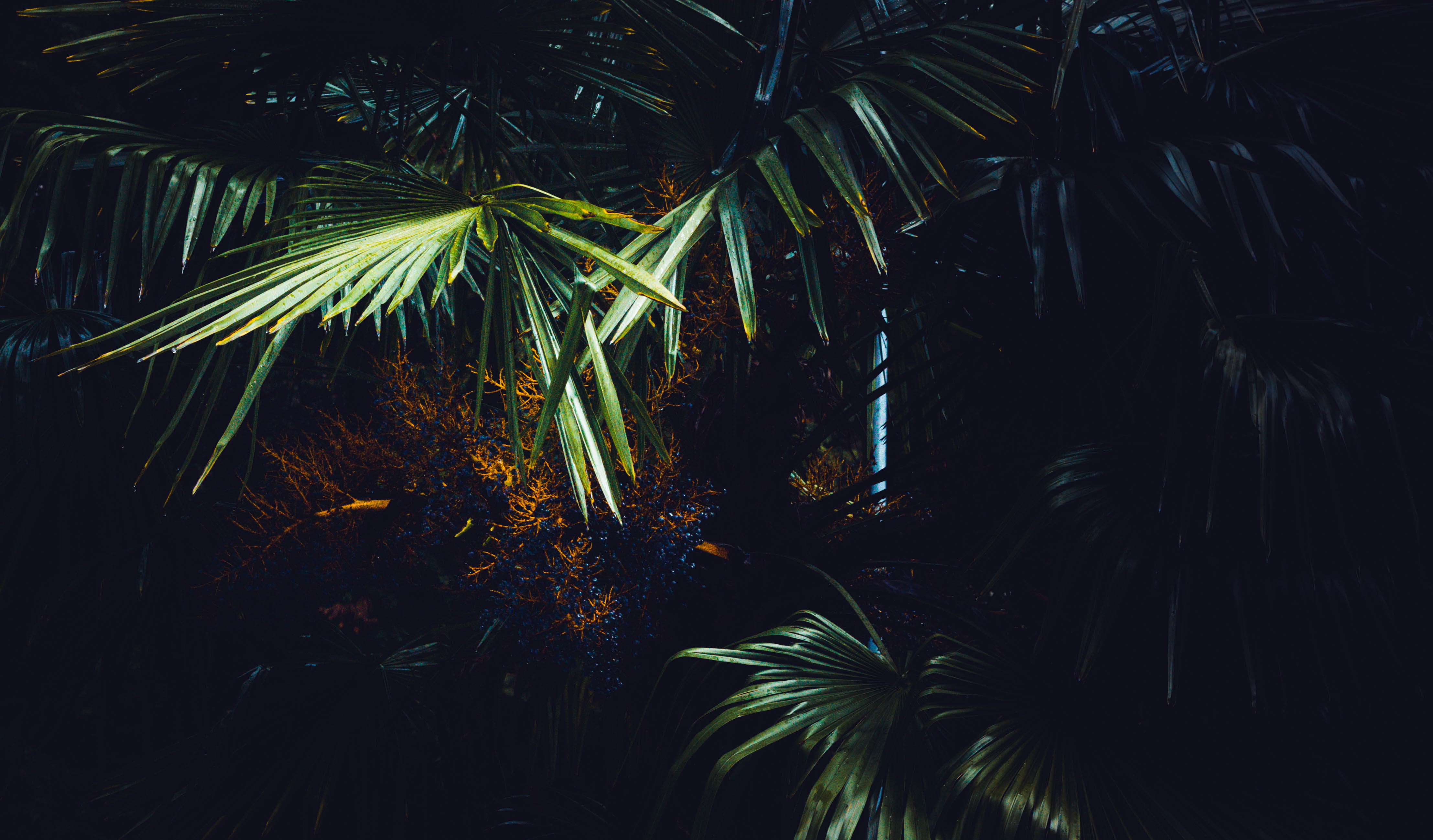 beach, sea, blacksea, nature, palm leaf, sochi, canon_photos, tropical tree, green color, growth, vsco, leaf, close-up, frond, tranquility, night, plant, HD Wallpaper