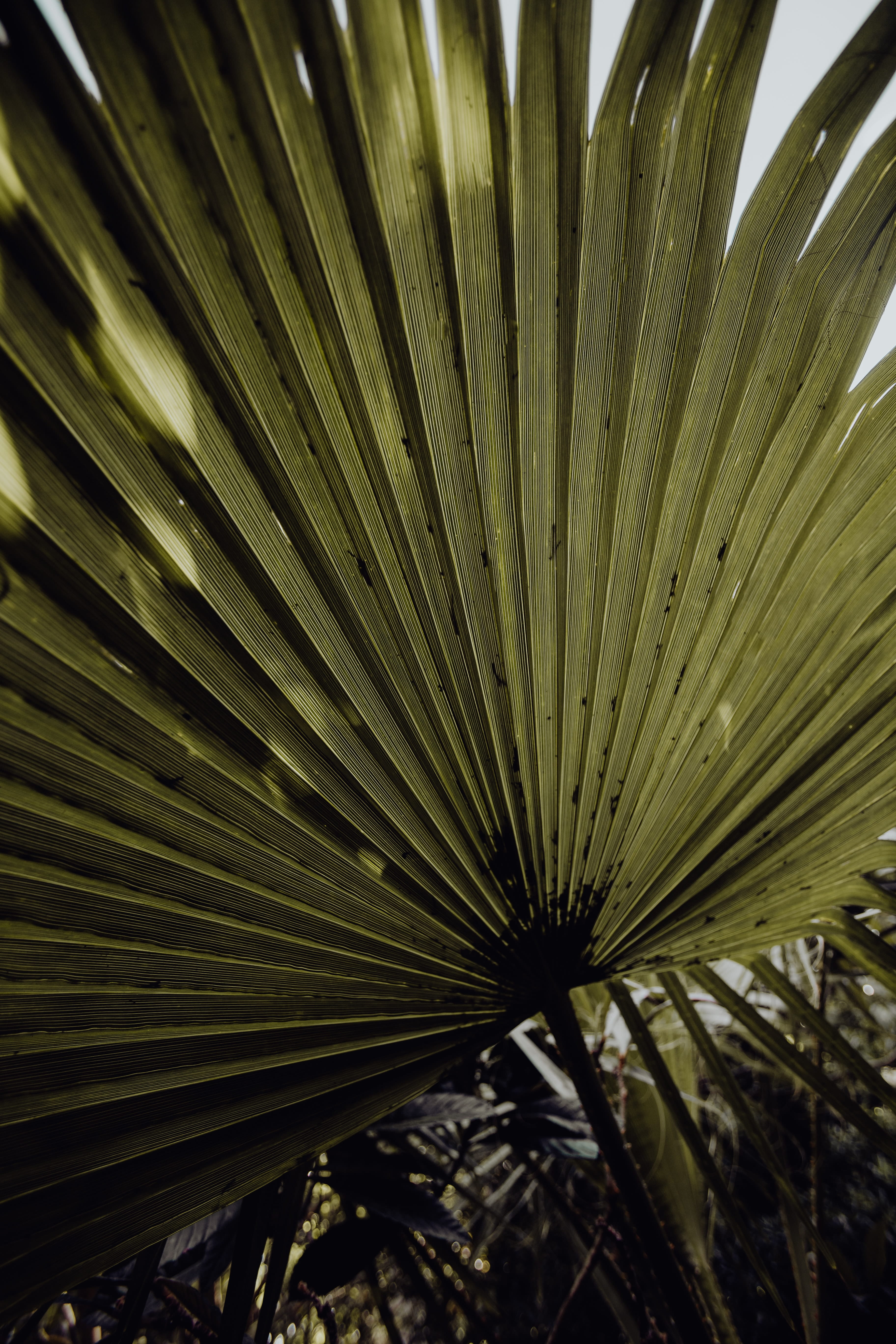 portugal, tropical, beauty in nature, frond, day, plant, lisboa, plant part, flower, outdoors, nature, lisbon, growth, botany, tree, fragility, 5K, no people, Phone HD Wallpaper
