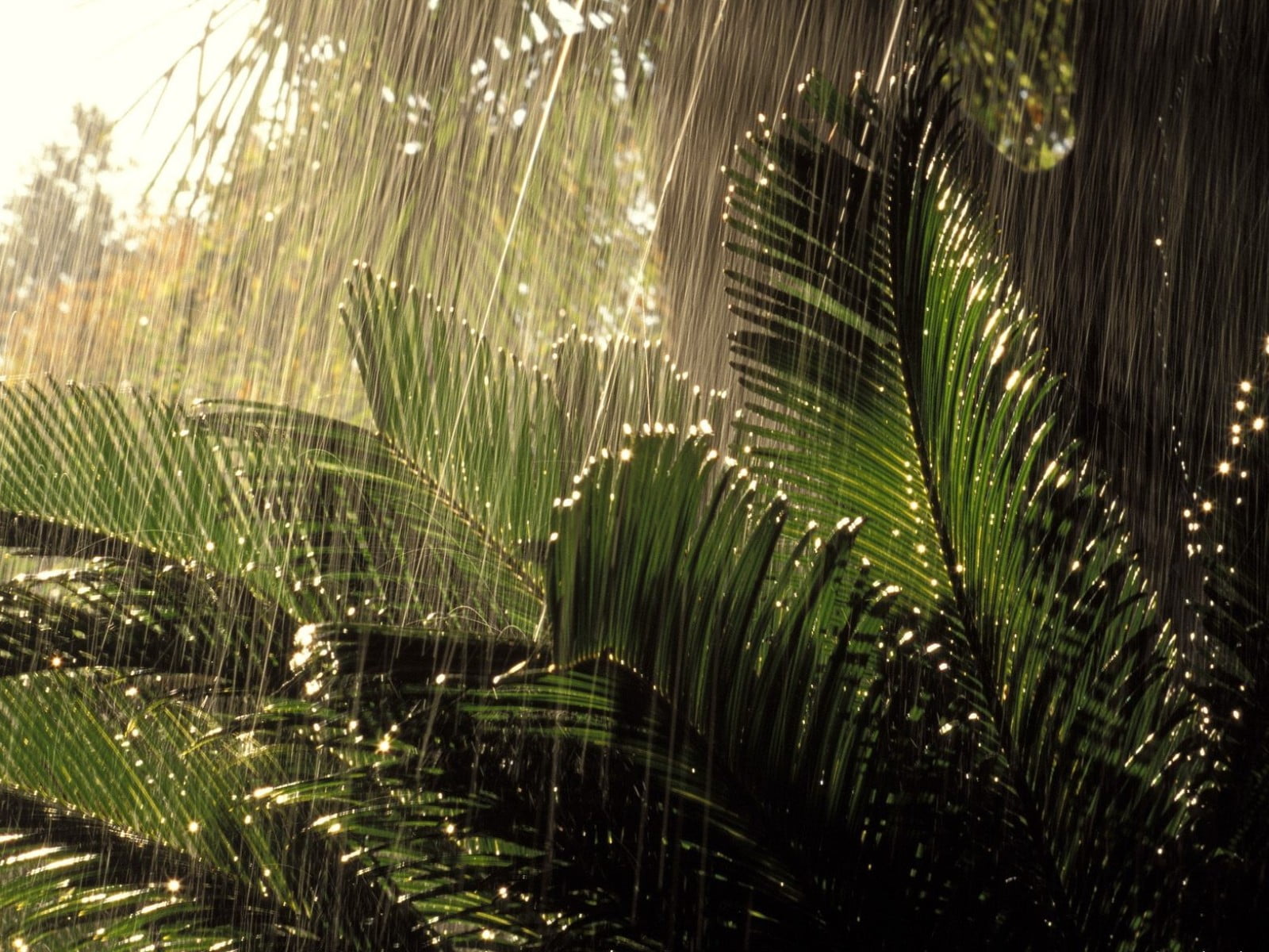 raindrop, wet, close-up, drop, rain, 720P, frond, tree, freshness, pattern, green Color, scenics, coconut Palm Tree, outdoors, trees, growth, tropical Rainforest, HD Wallpaper